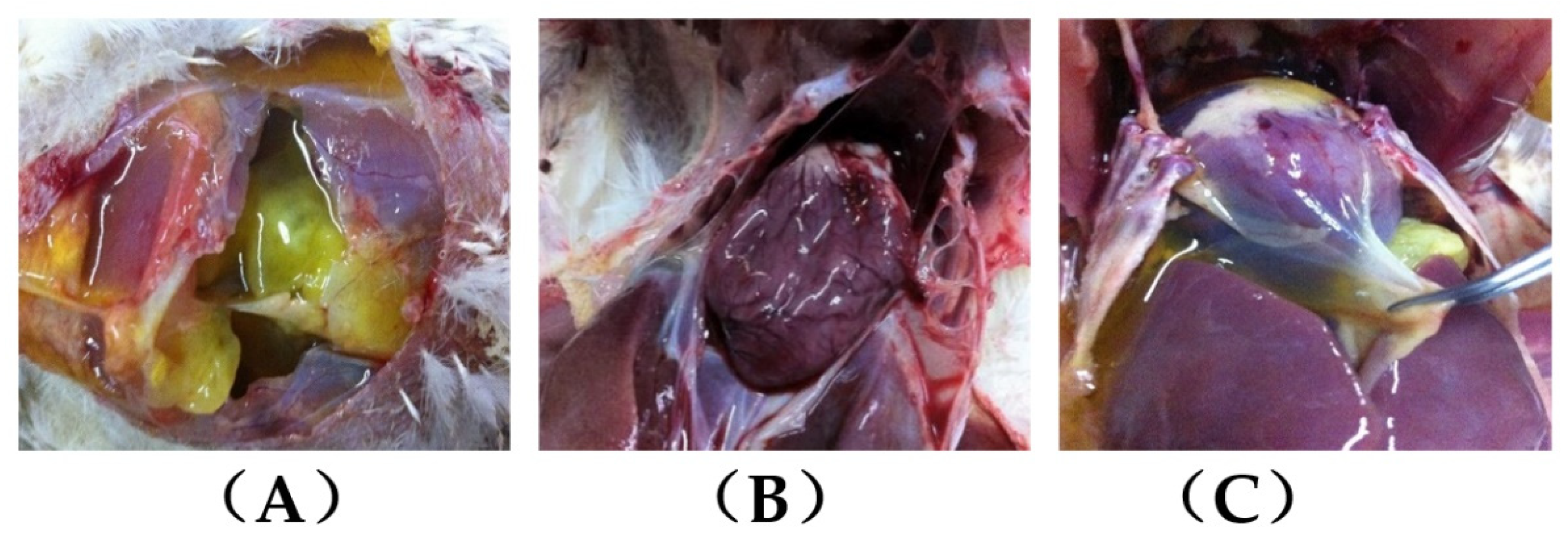 Animals 12 02488 g001