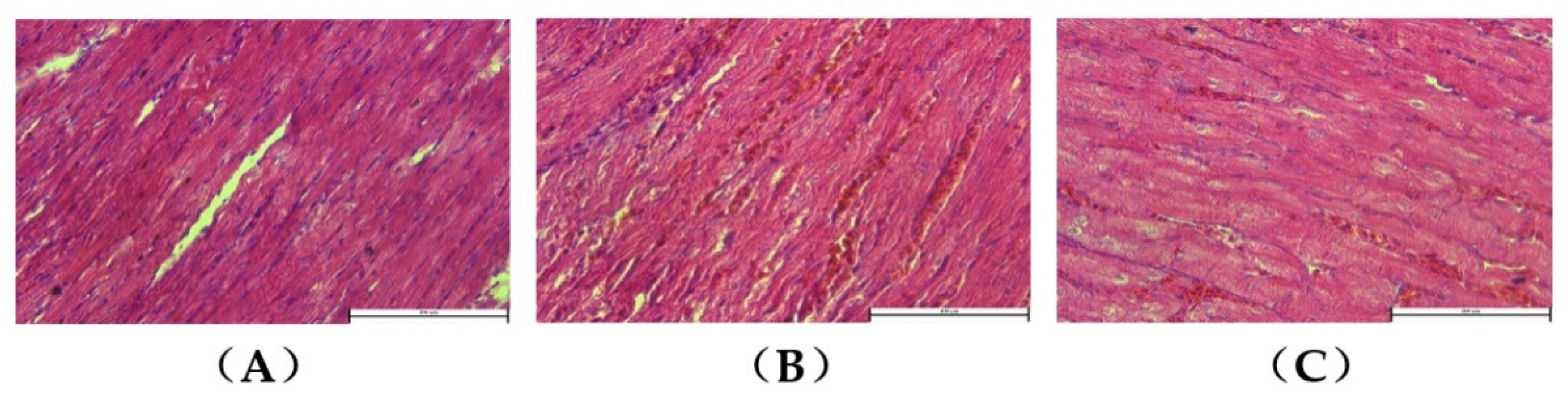 Animals 12 02488 g002