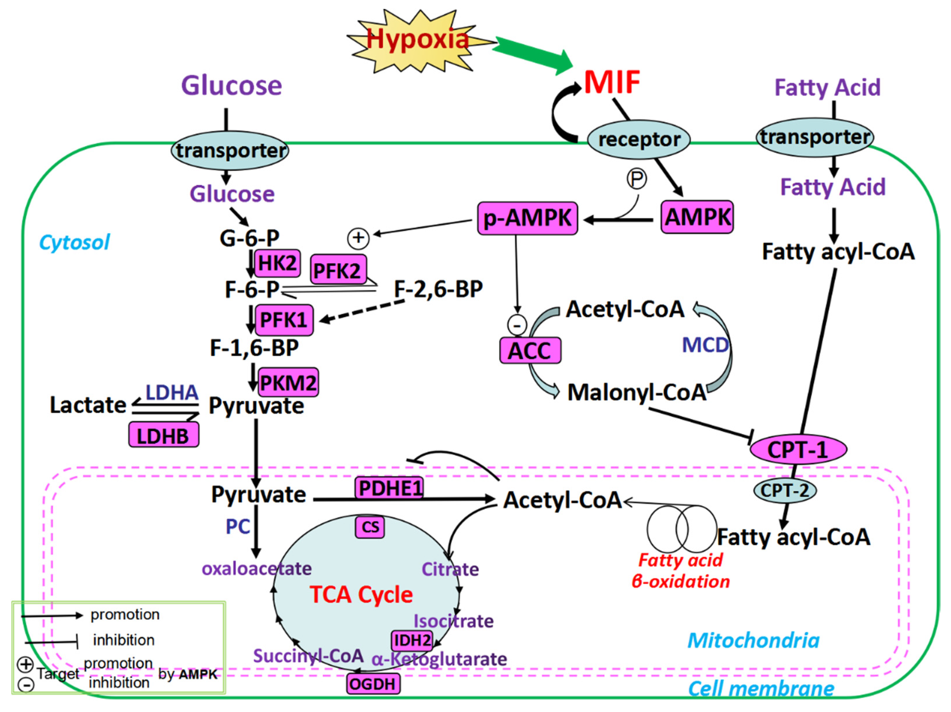 Animals 12 02488 g005