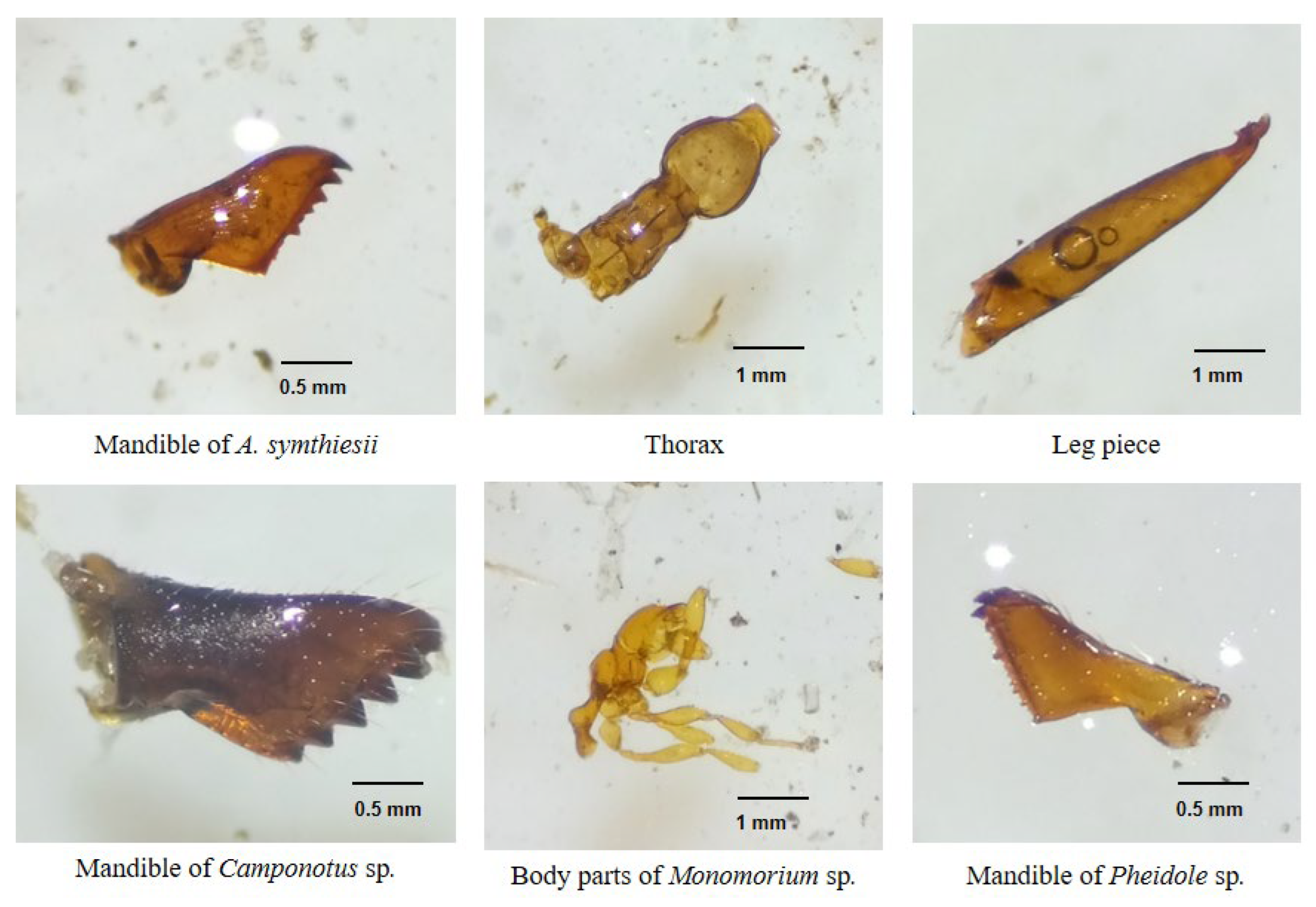 Animals 12 02518 g007