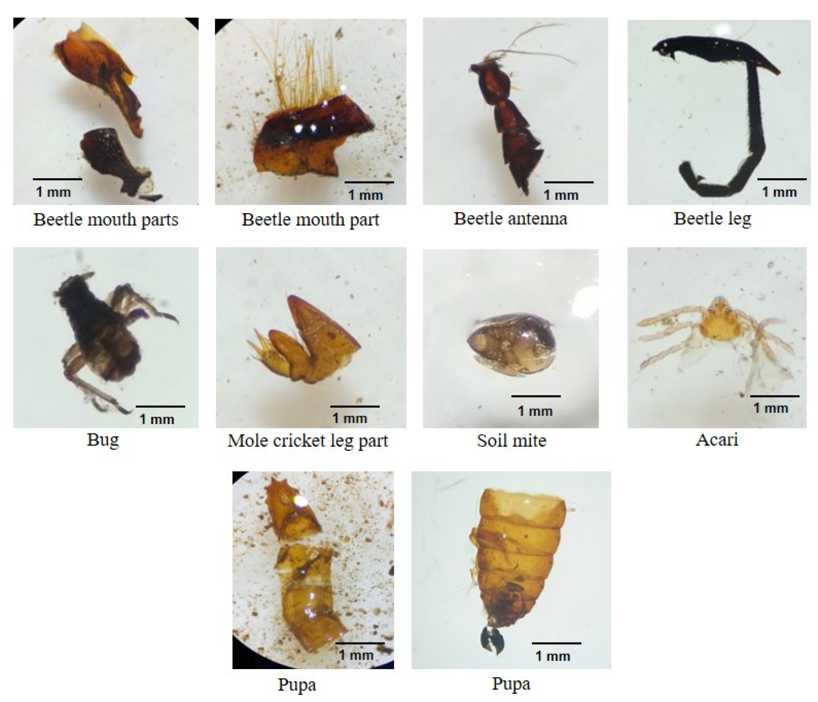 Animals 12 02518 g008