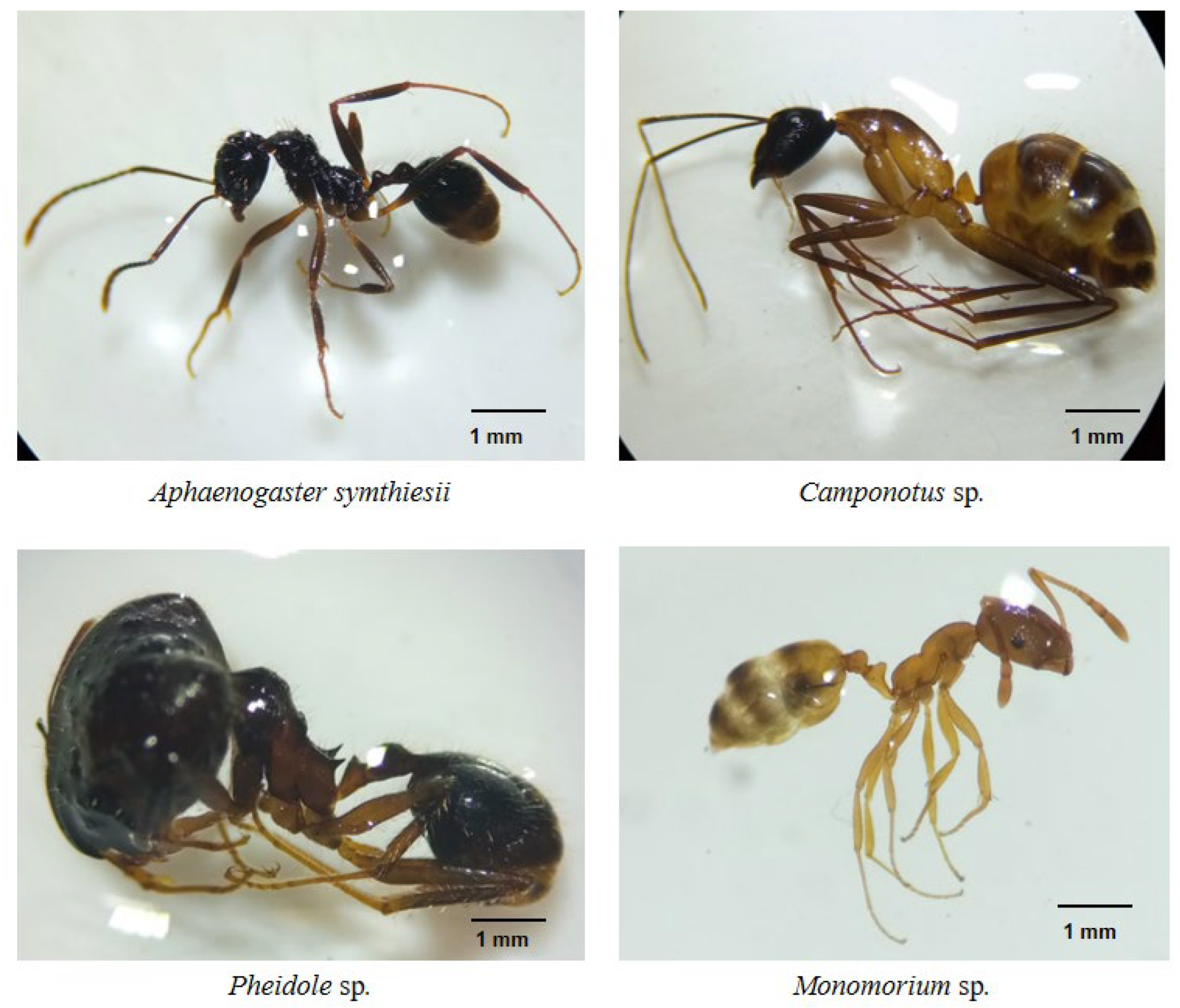 Animals 12 02518 g009