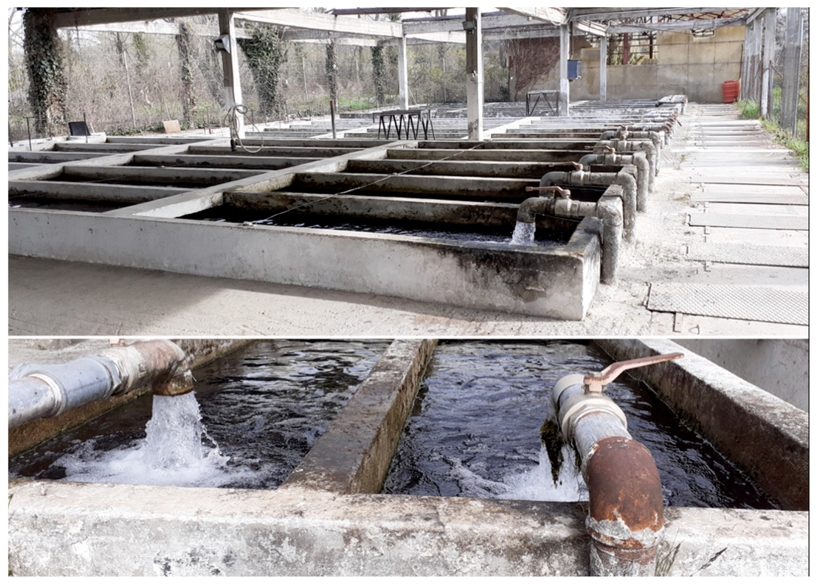 Animals 12 02523 g001