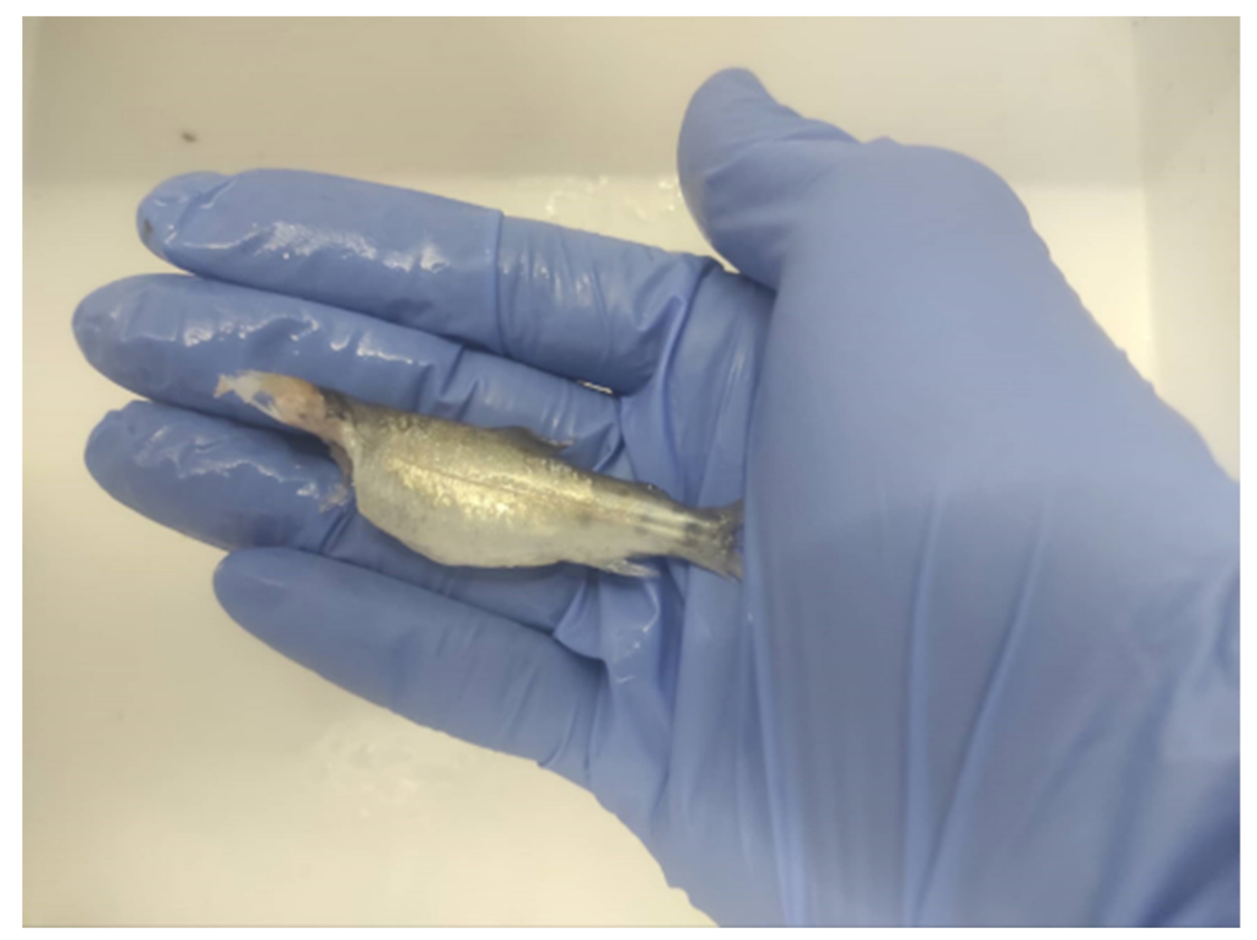 Animals 12 02523 g004