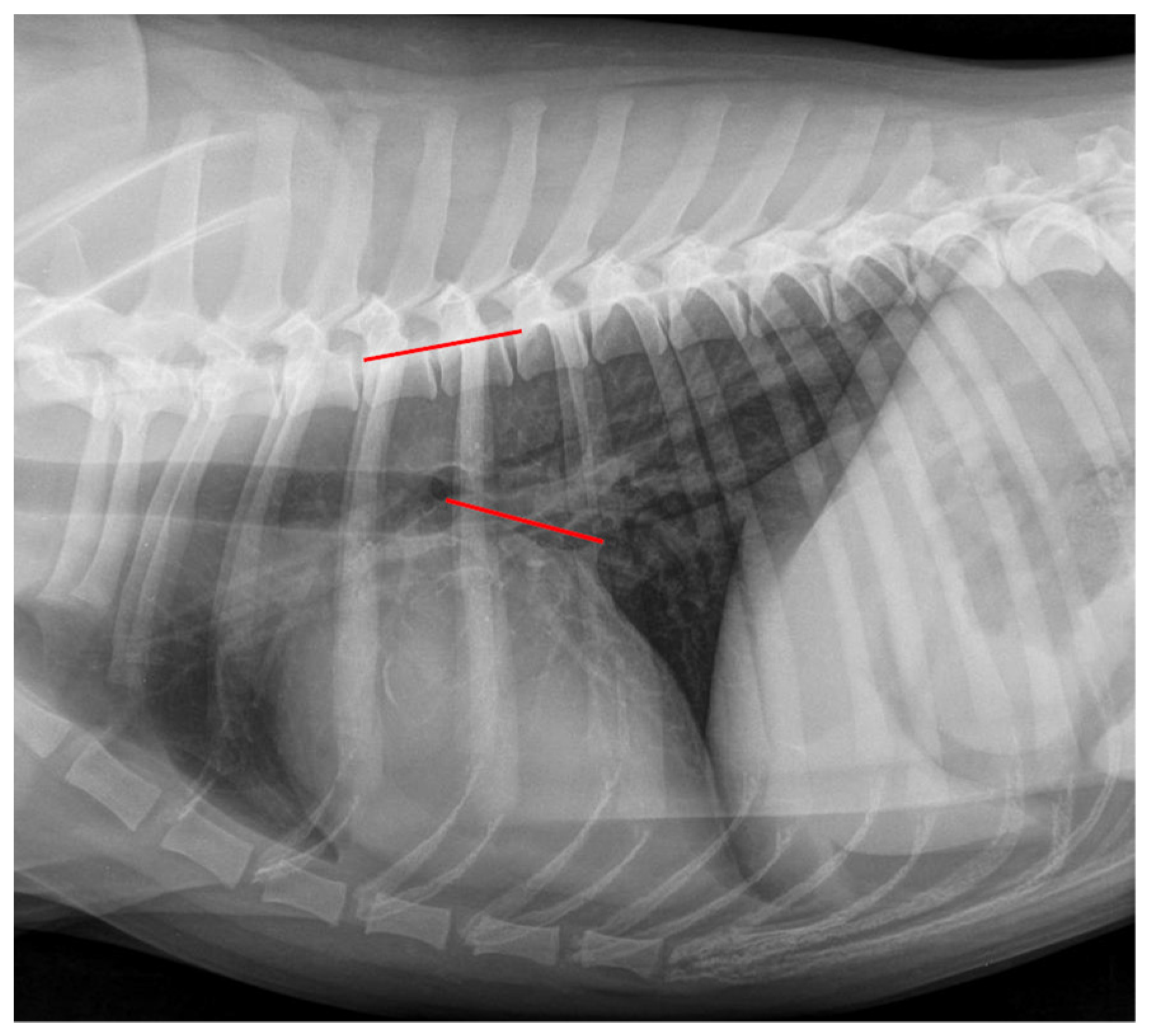 Animals 12 02531 g004