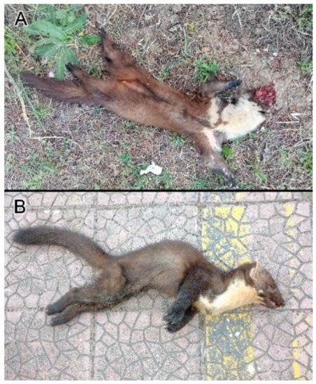 Animals 12 02546 g0a1