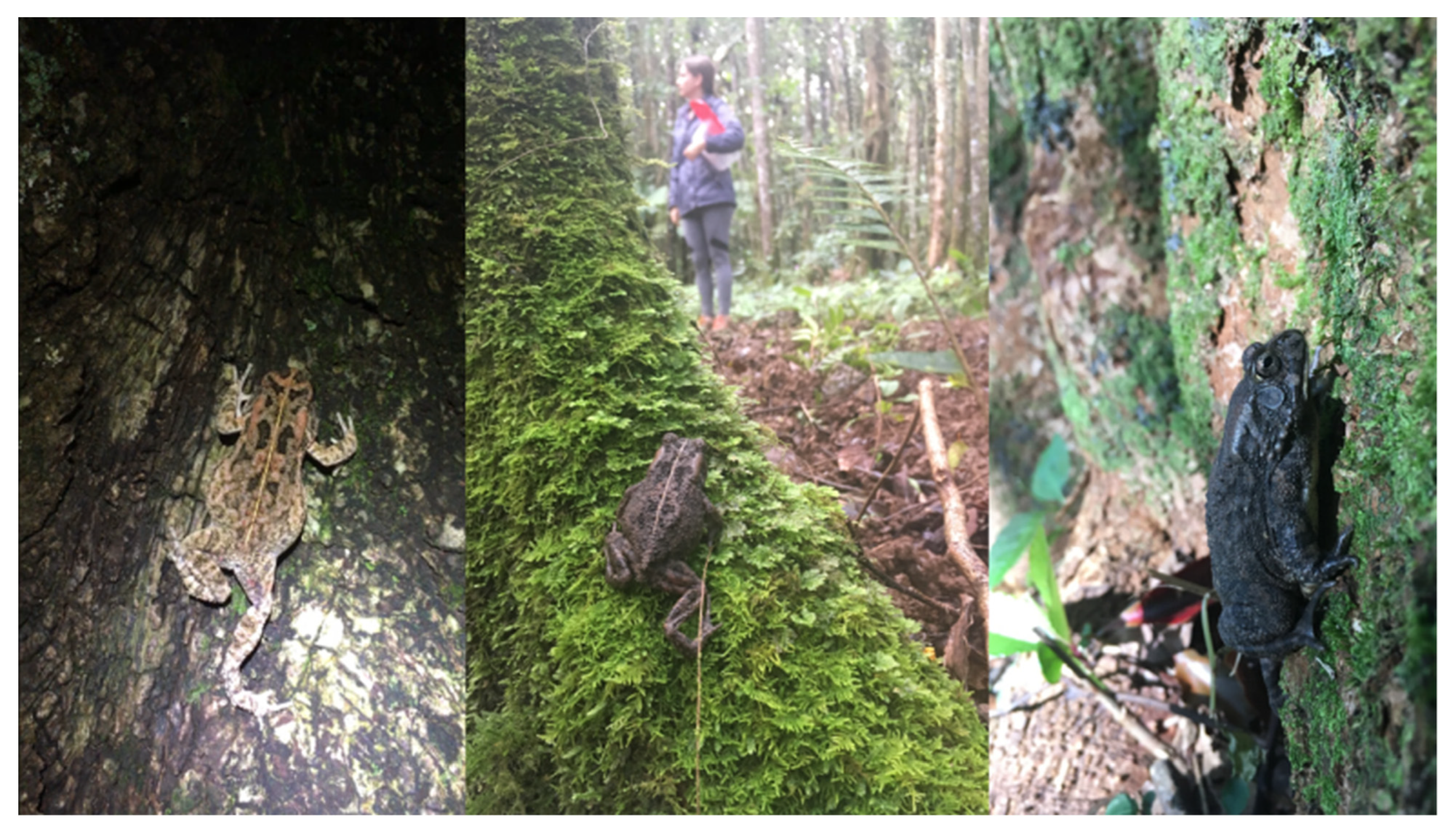 Animals 12 02549 g004