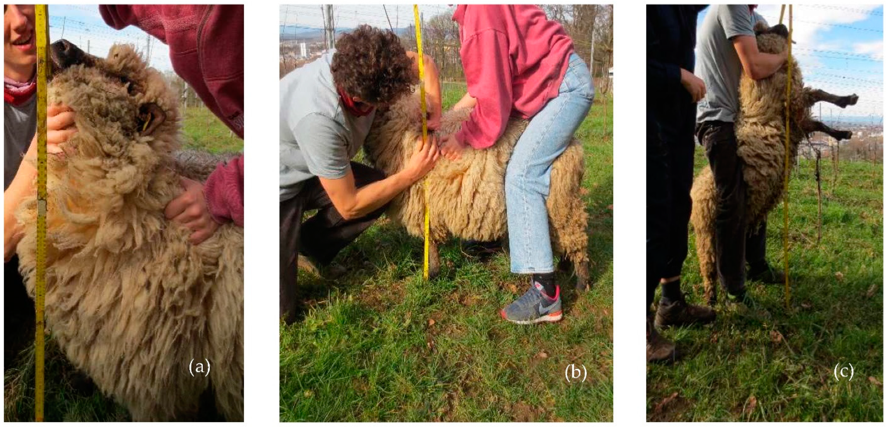 Animals 12 02575 g003