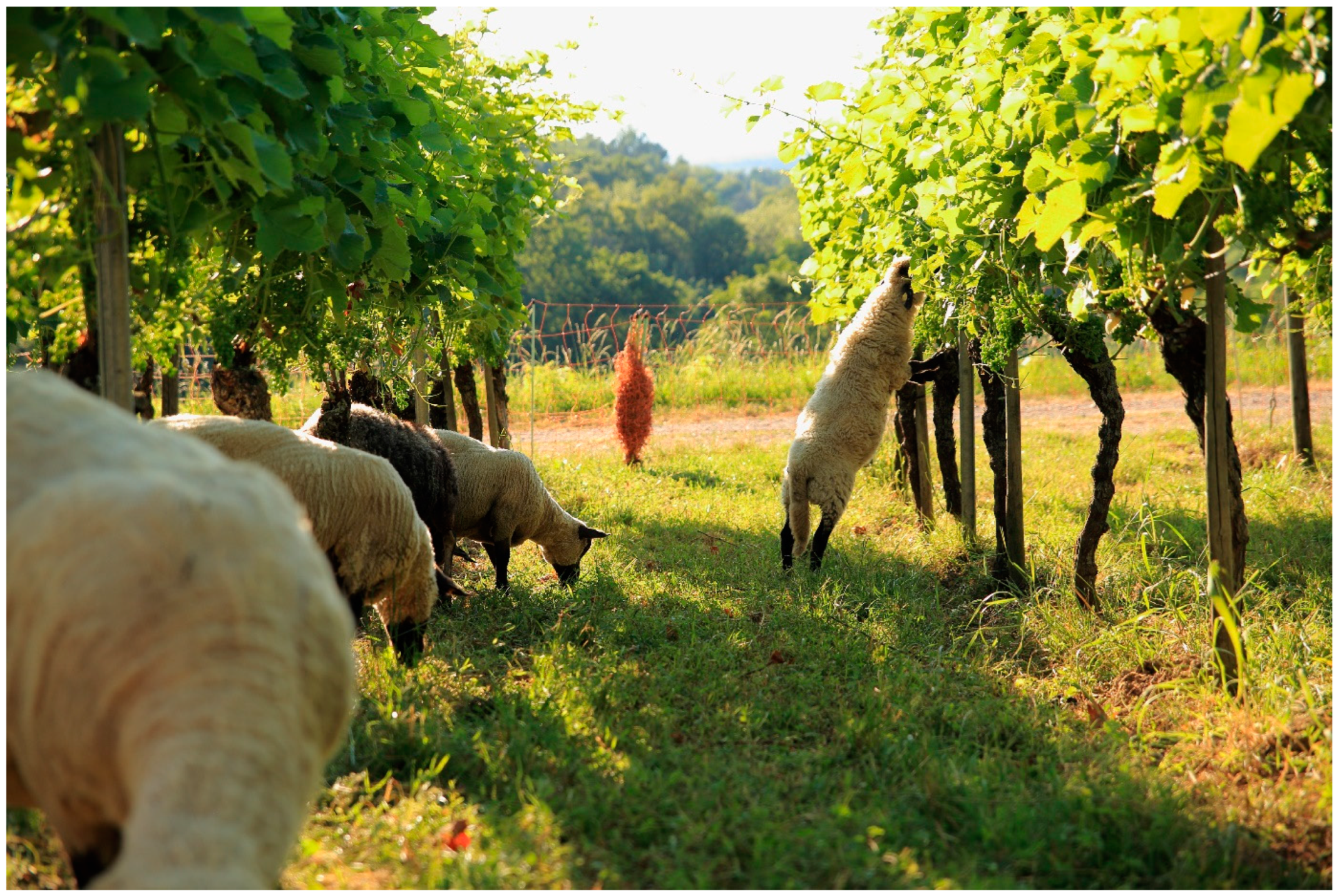 Animals 12 02575 g006