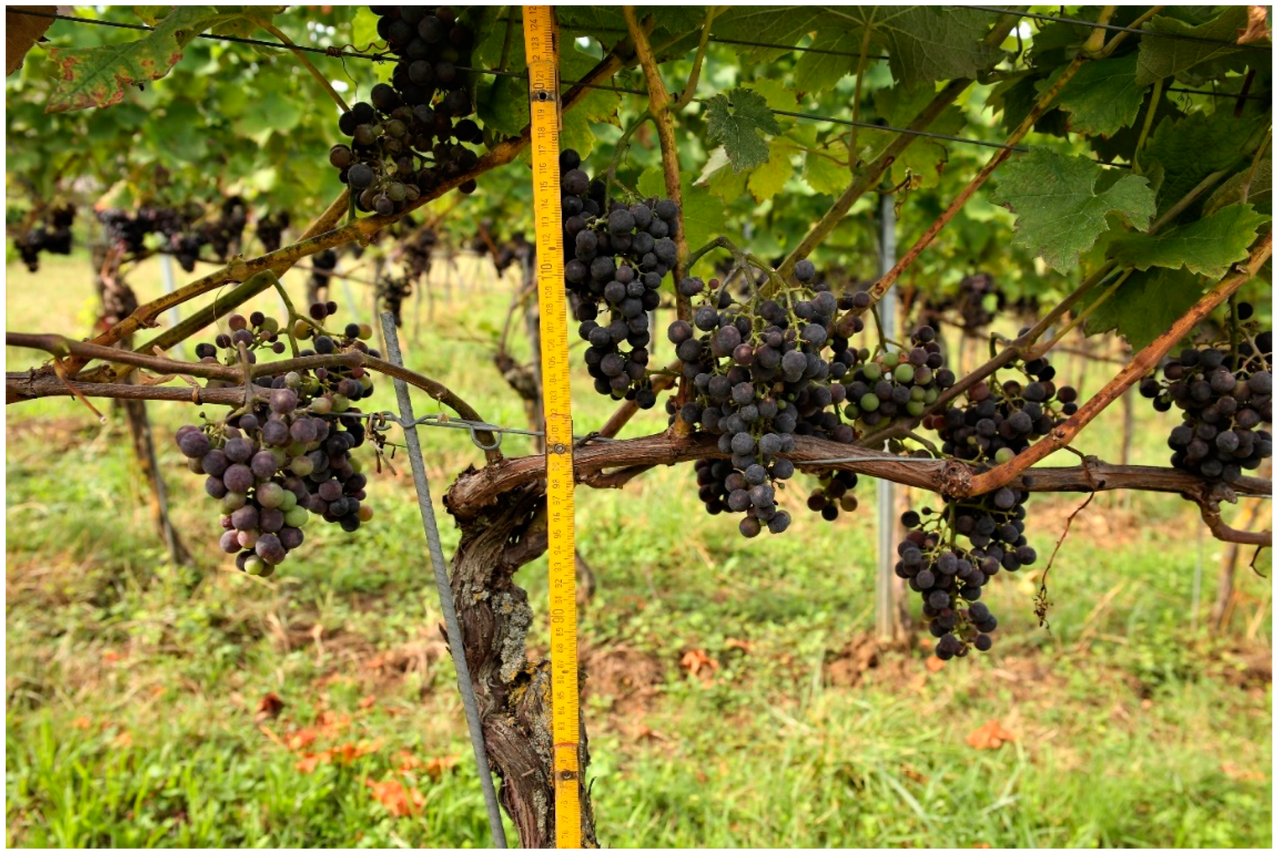 Animals 12 02575 g007