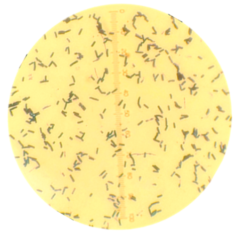 Animals 12 02583 i001