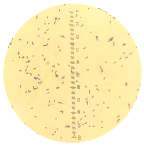 Animals 12 02583 i002