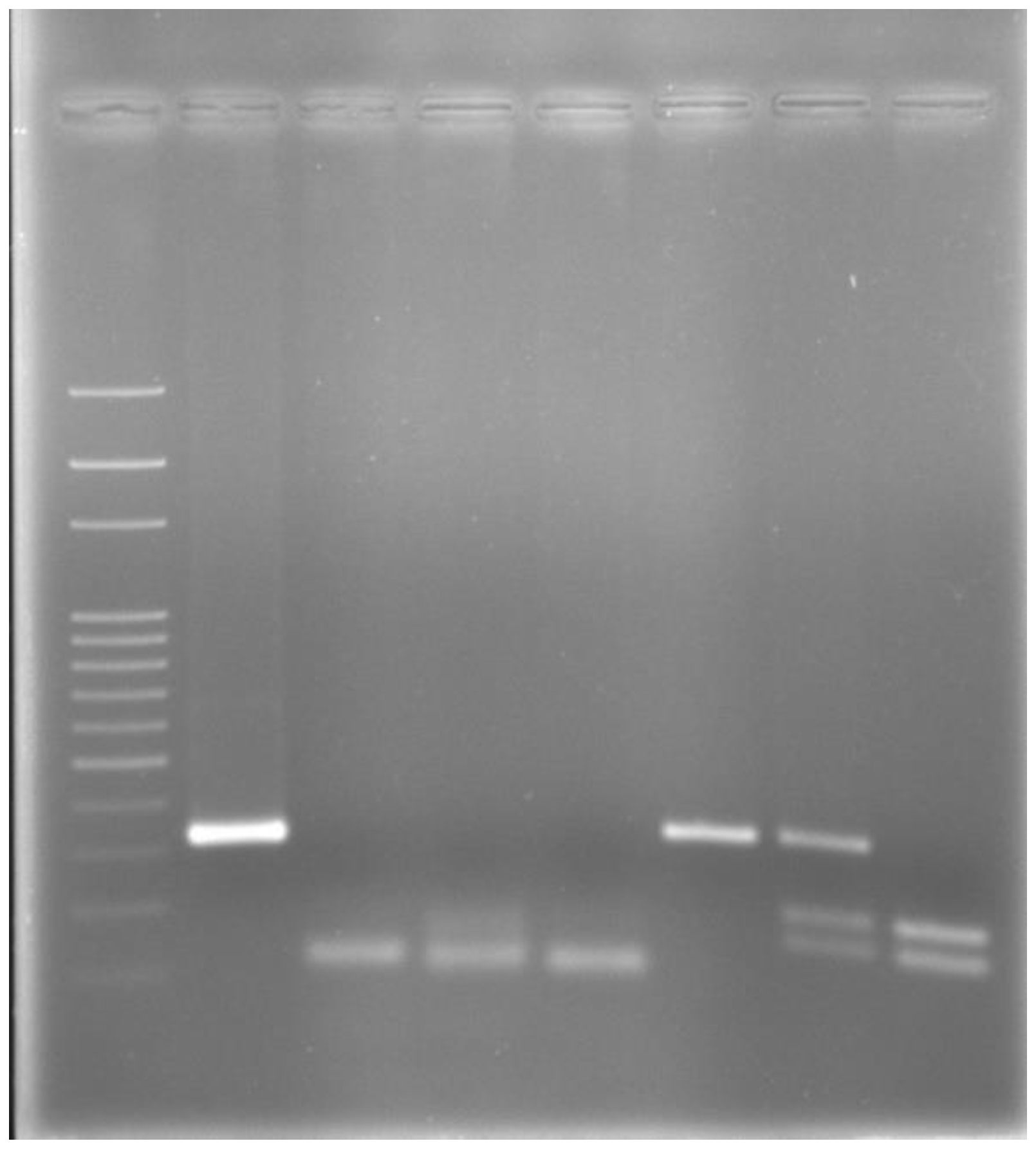 Animals 12 02677 g001