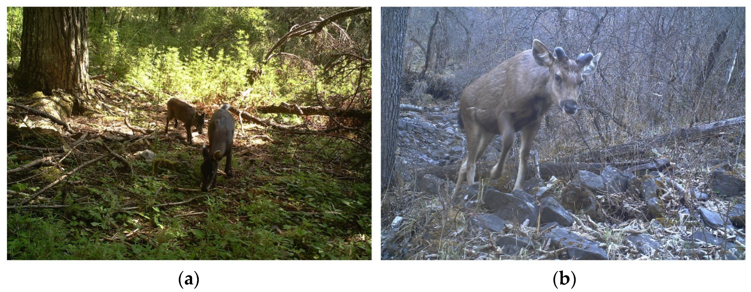 Animals 12 02694 g002