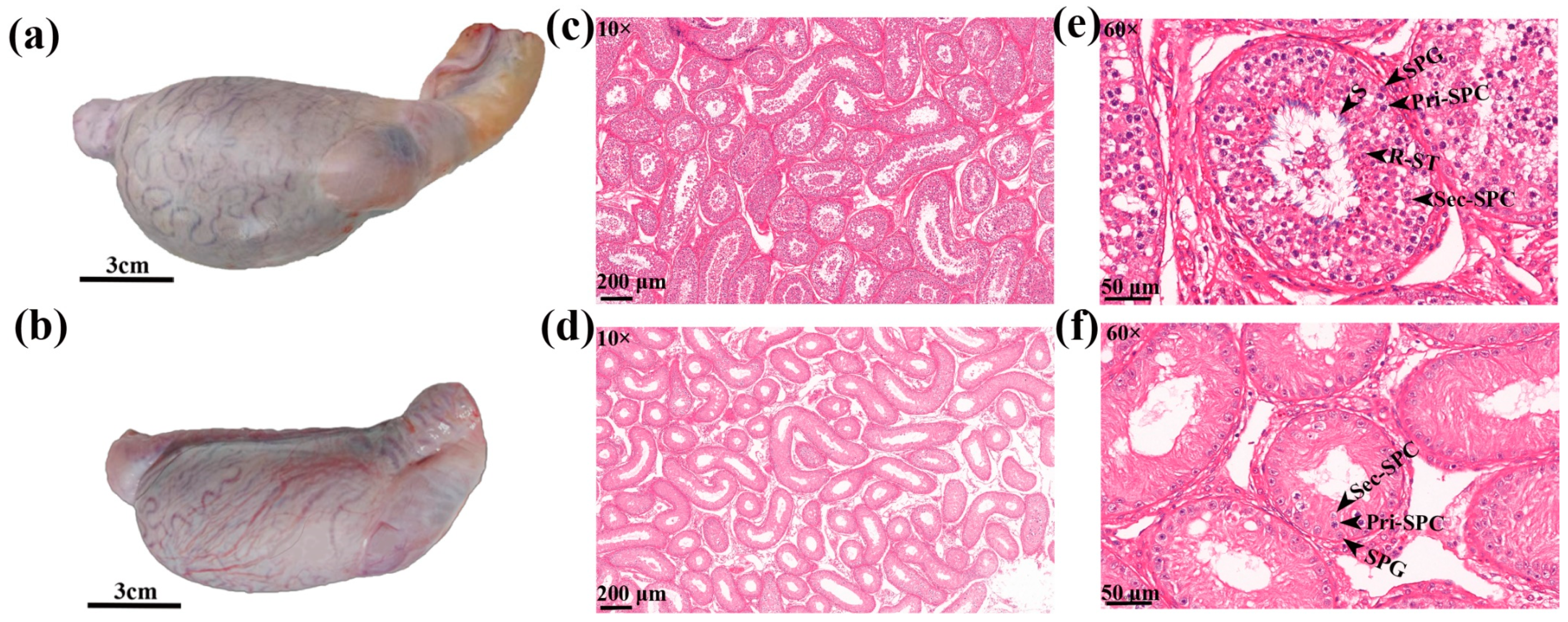 Animals 12 02711 g001