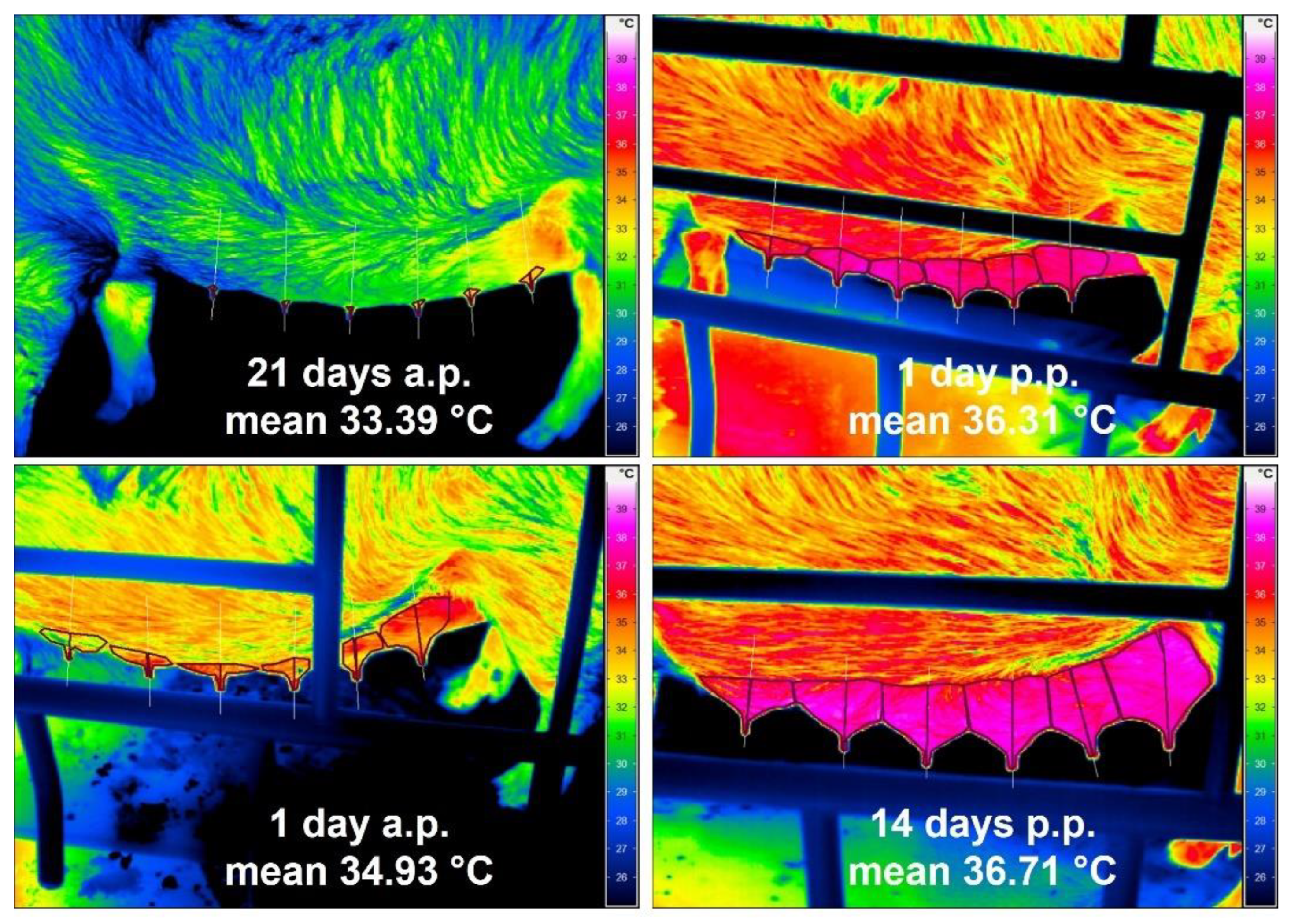 Animals 12 02713 g002