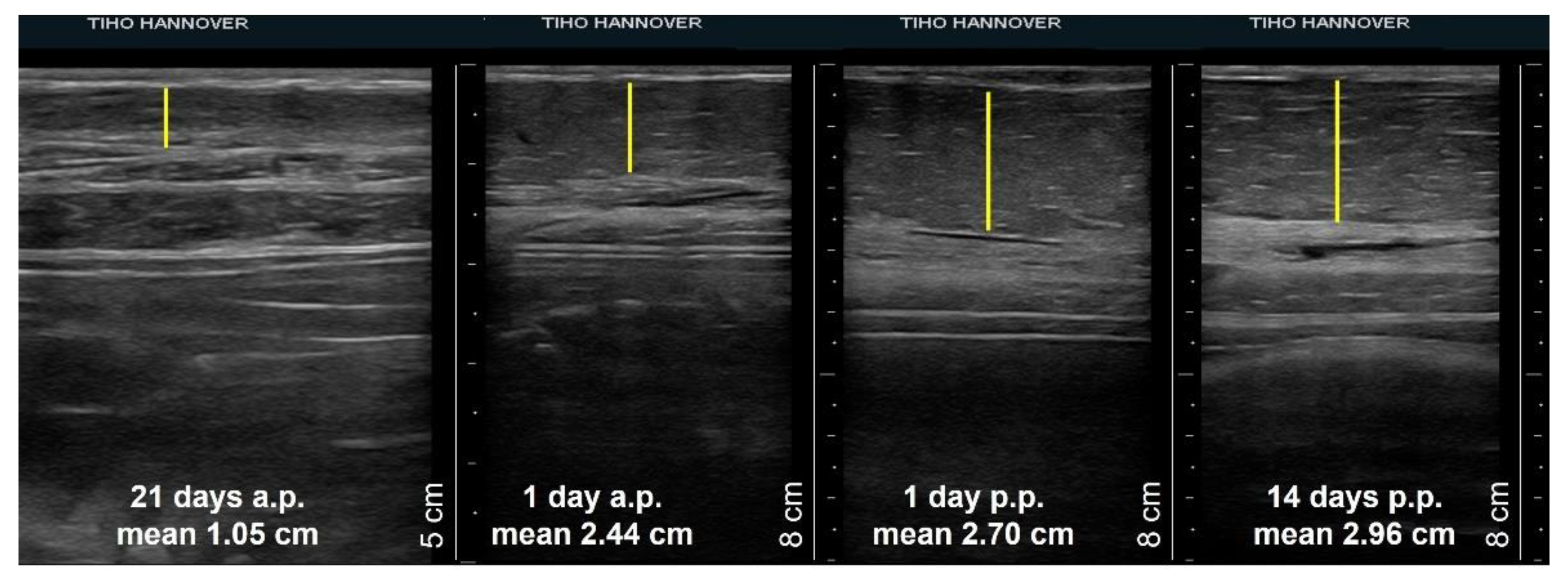 Animals 12 02713 g004