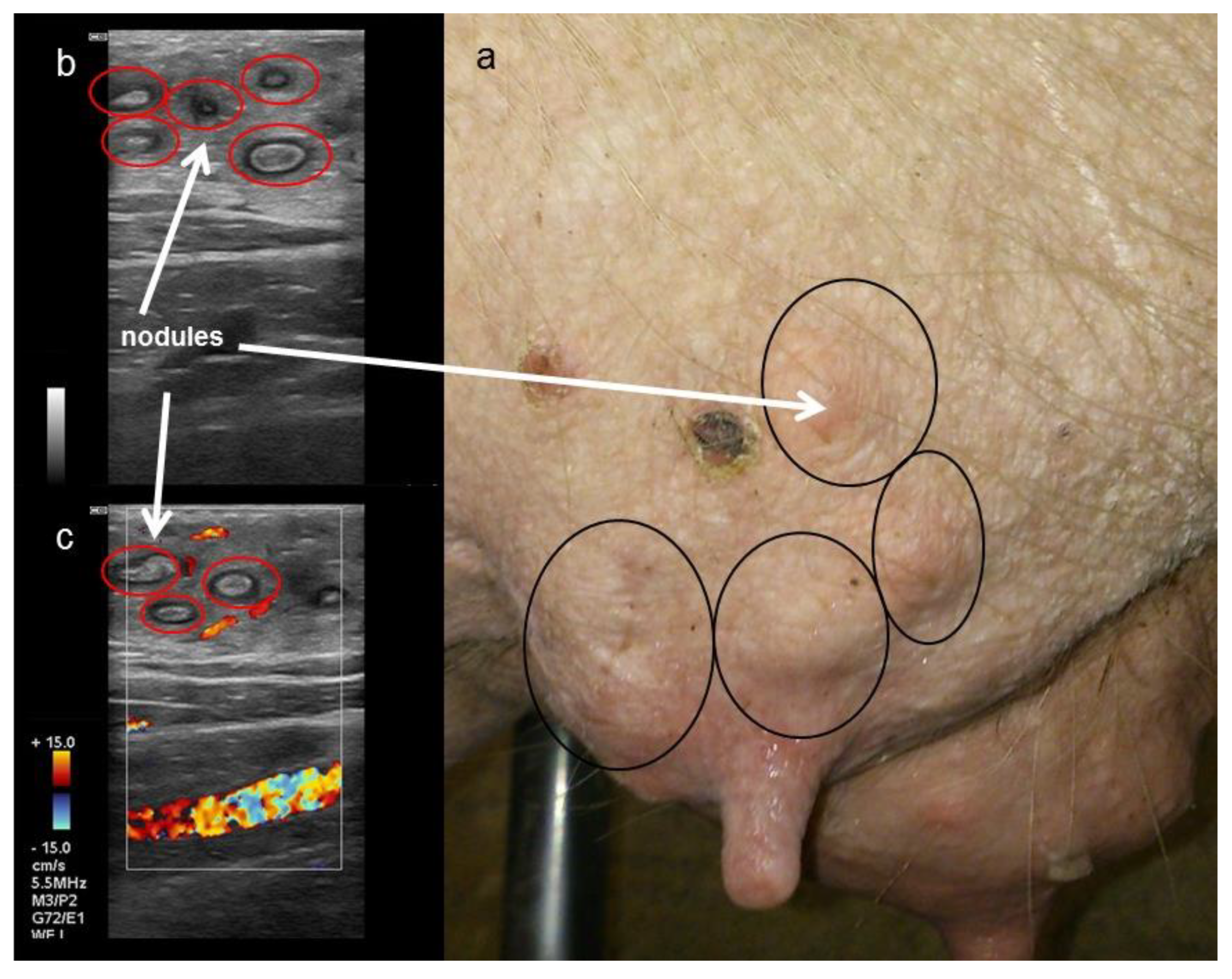 Animals 12 02713 g007