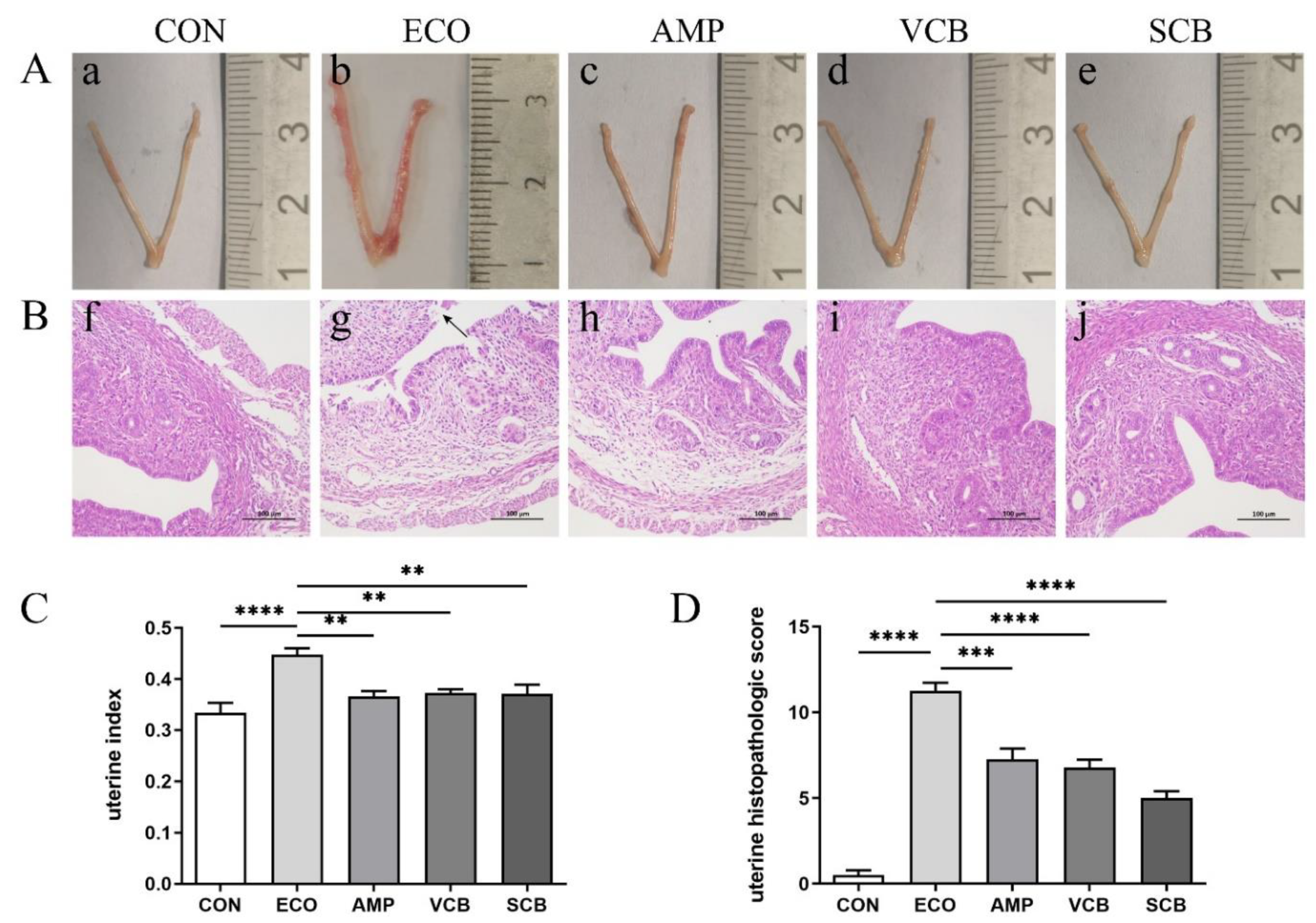 Animals 12 02719 g002