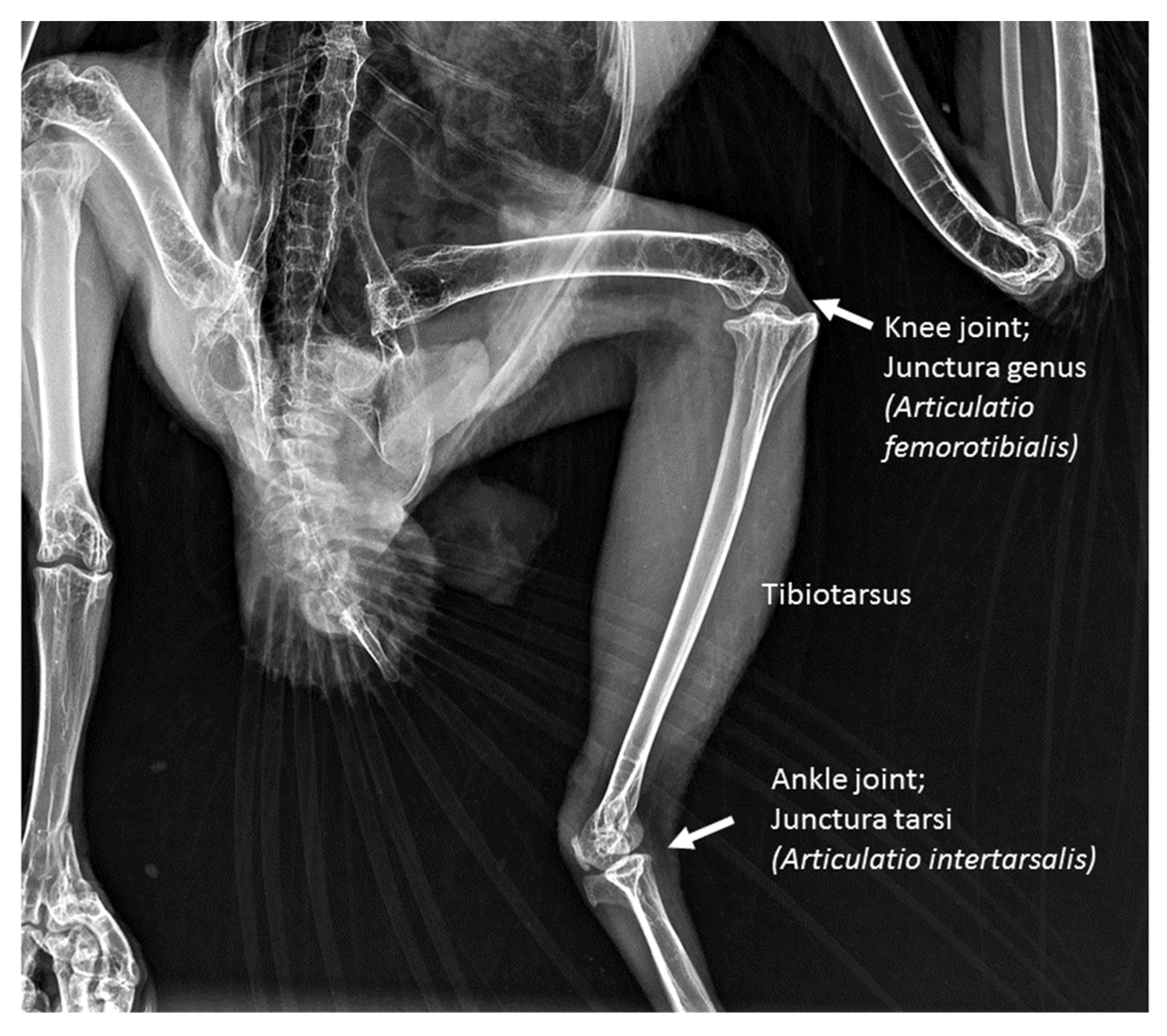 Animals 12 02744 g001