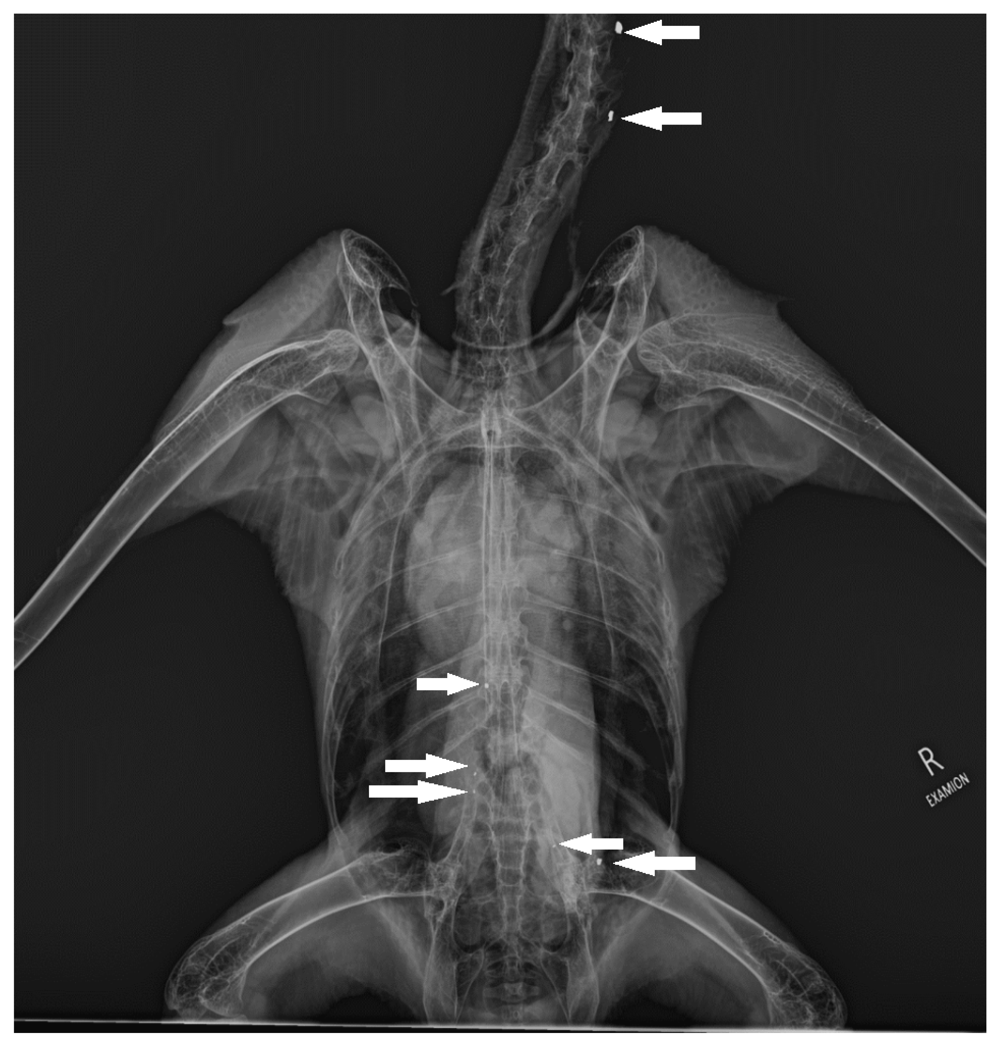 Animals 12 02744 g002