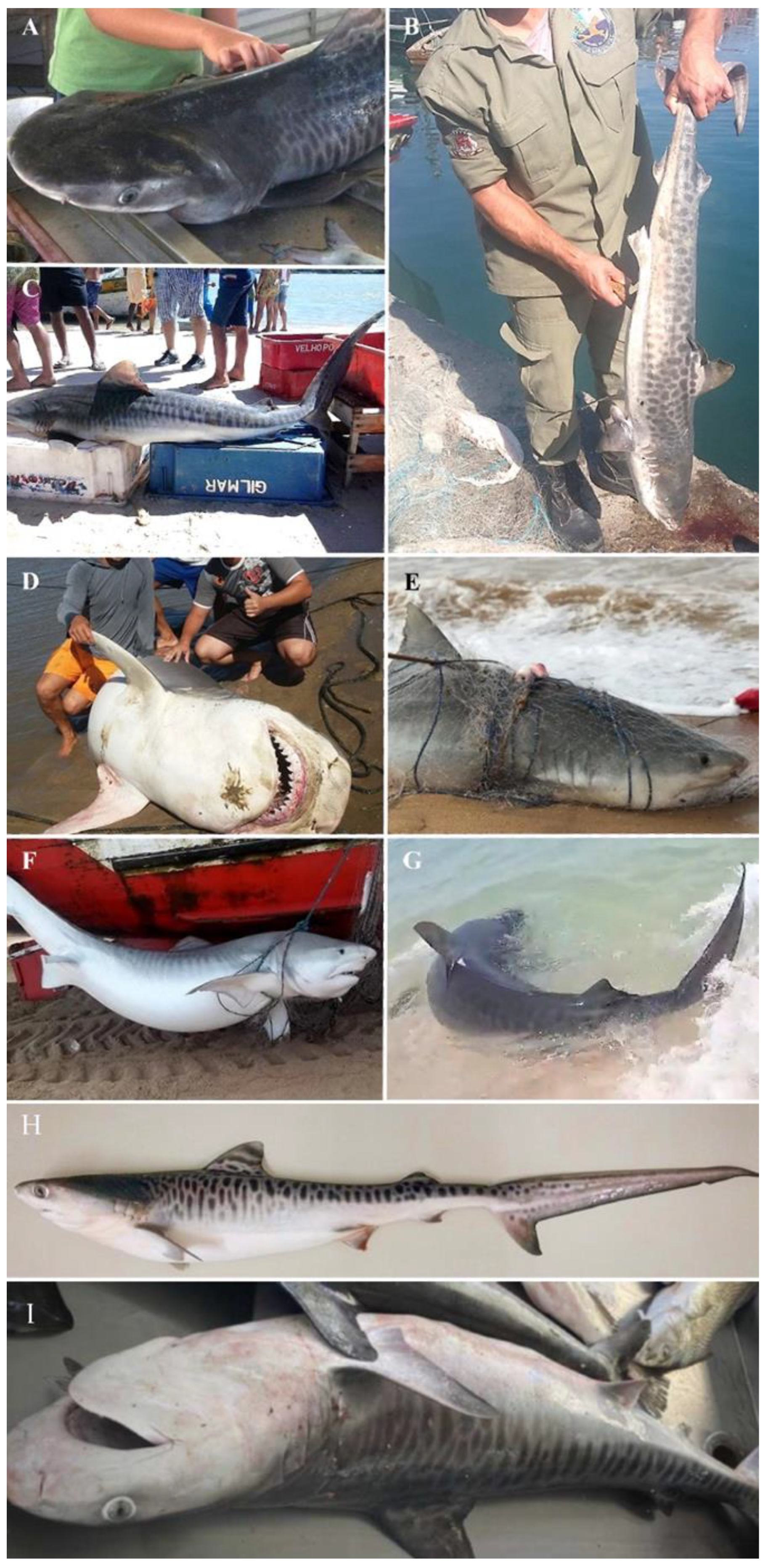 Animals 12 02774 g003