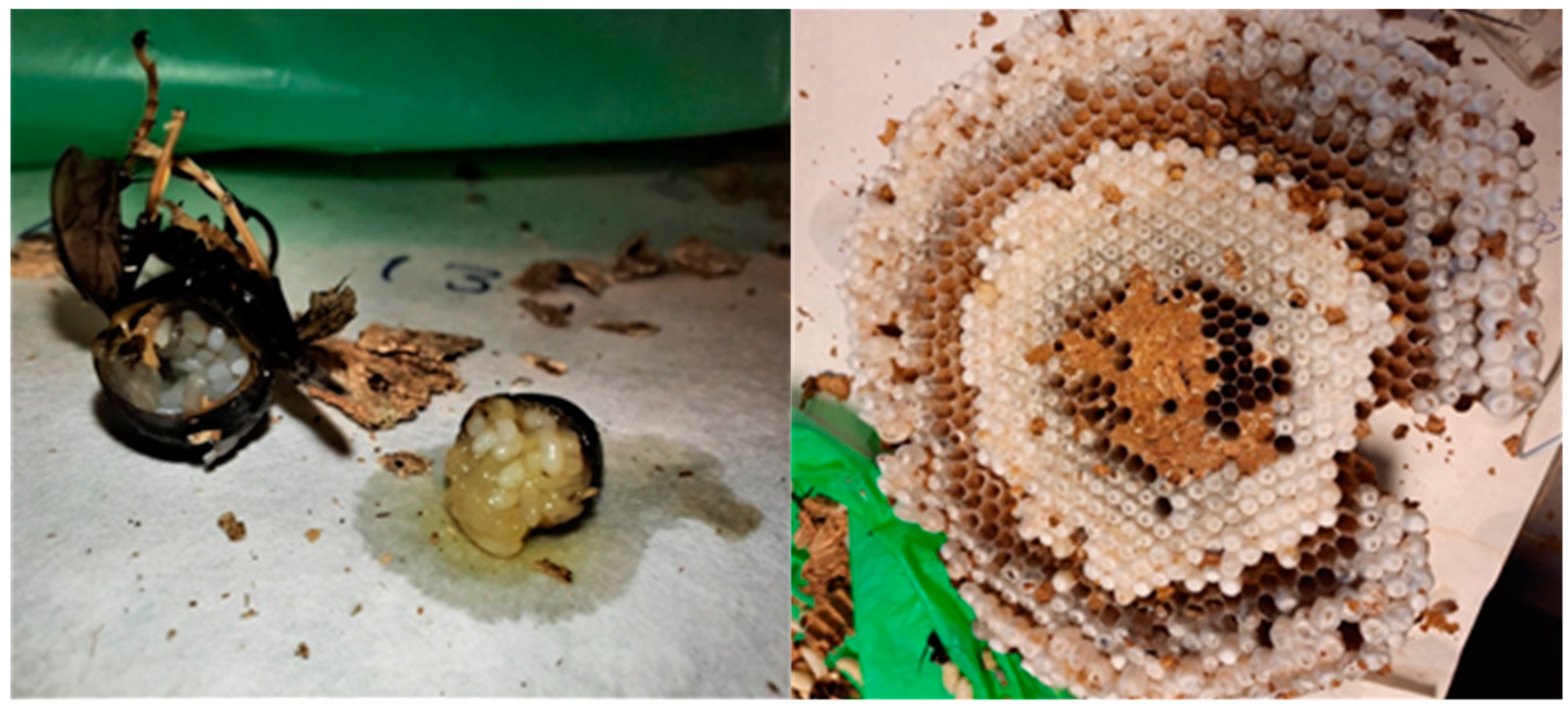 Animals 12 02781 g005