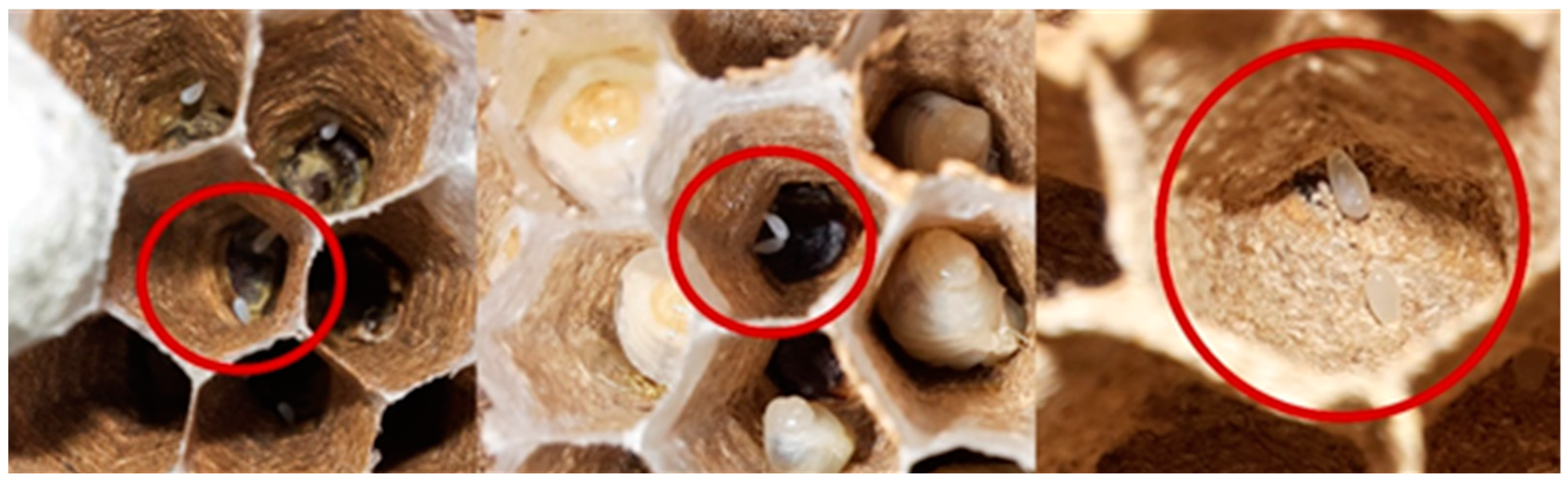 Animals 12 02781 g006