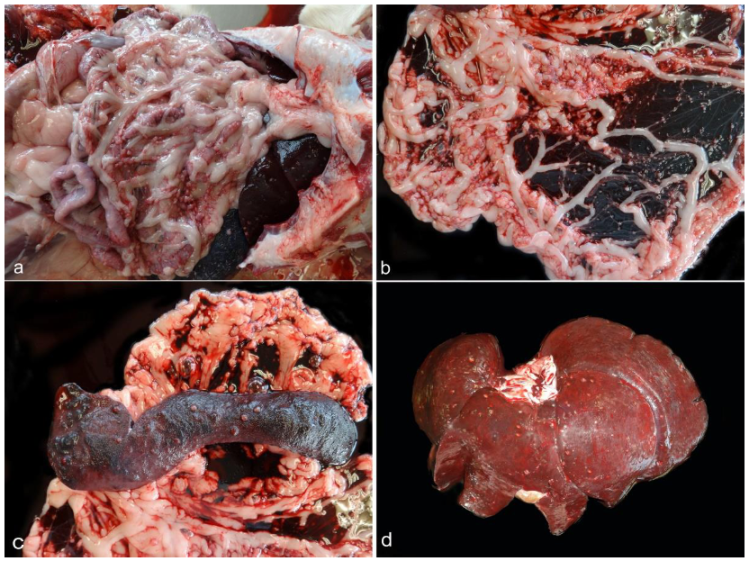 Animals 12 02784 g001