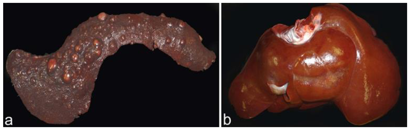 Animals 12 02784 g007