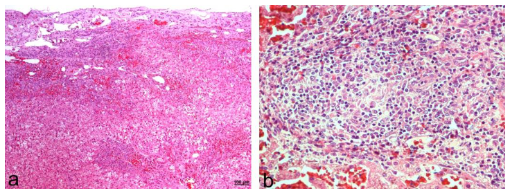 Animals 12 02784 g008