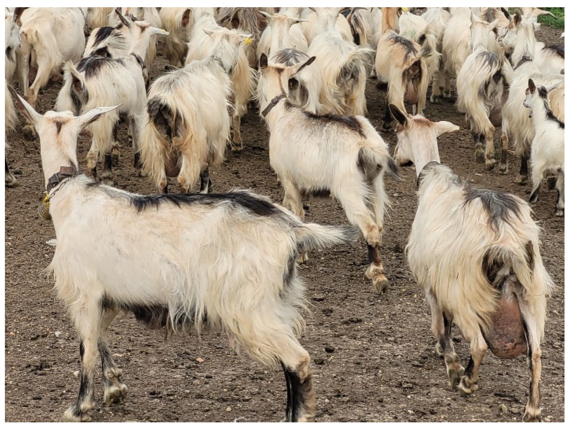 Animals 12 02840 g001 Animals 12 02840 g001