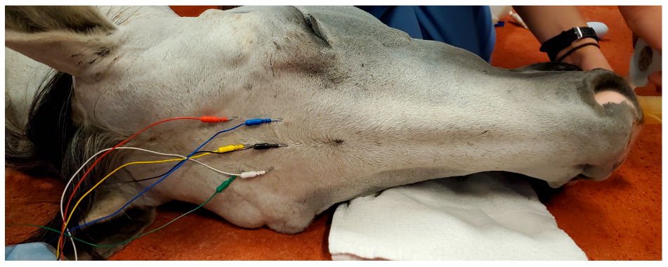 Animals 12 02851 g001