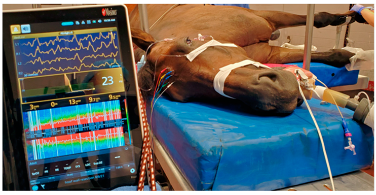 Animals 12 02851 g002