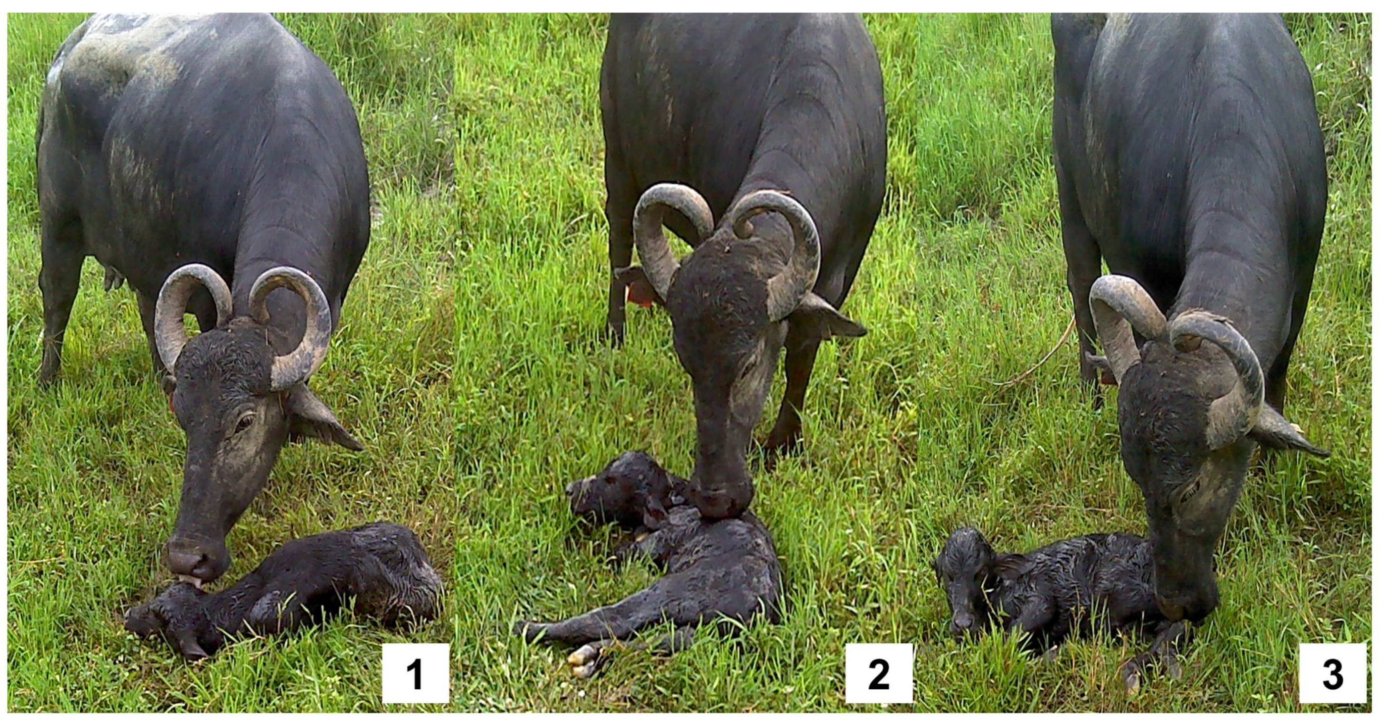 Animals 12 02899 g003