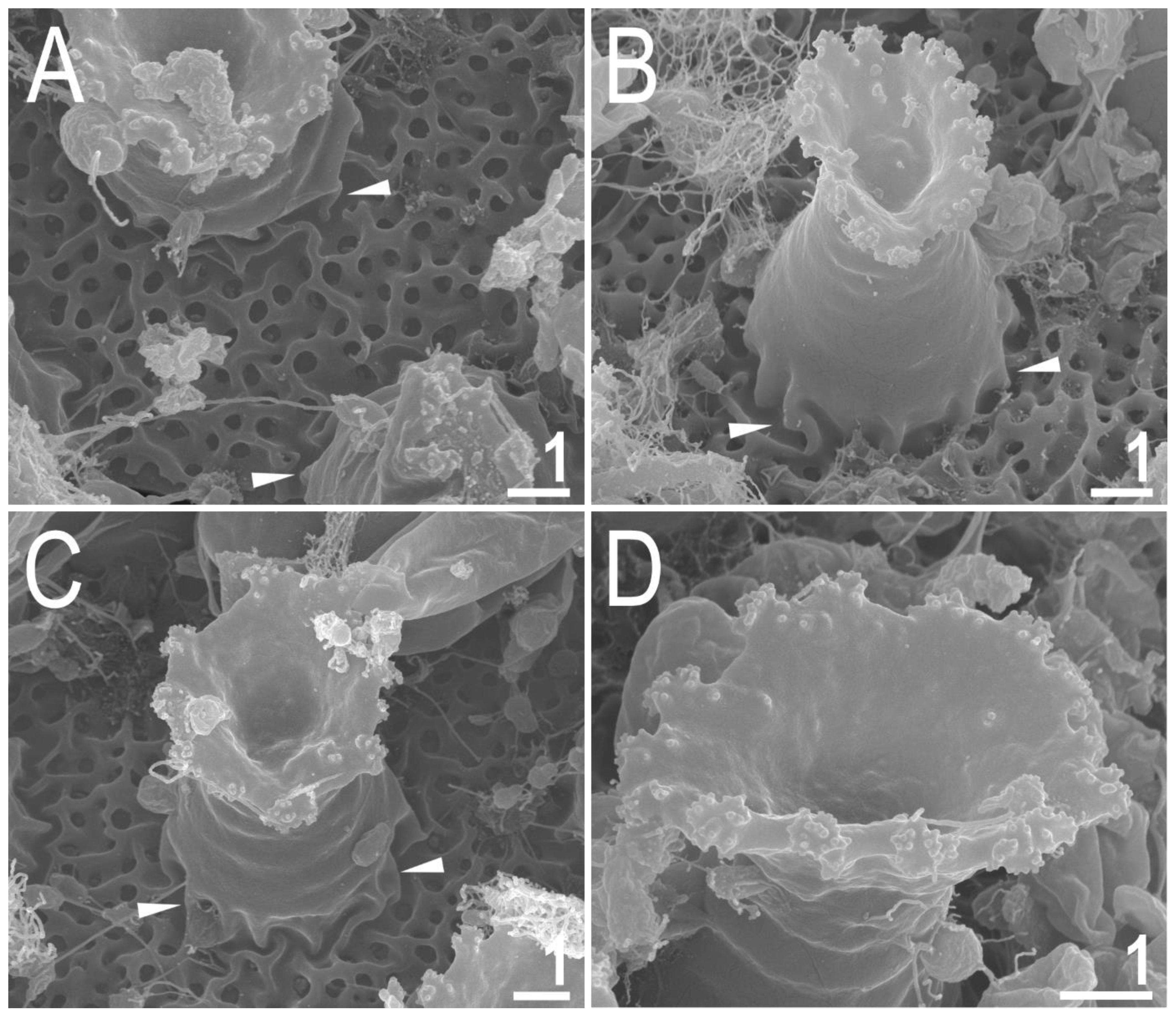 Animals 12 02906 g008