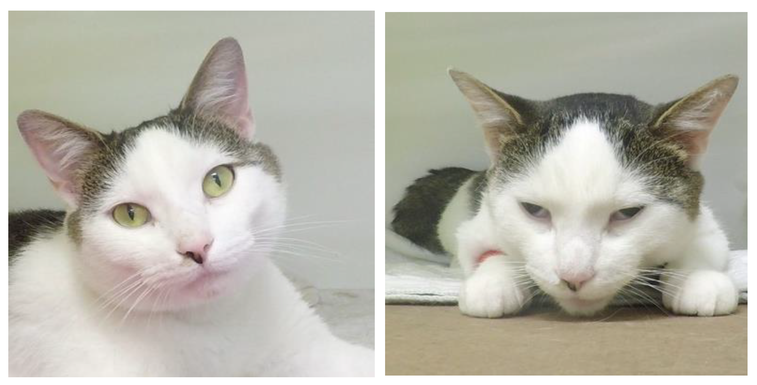 Animals 12 02914 g003