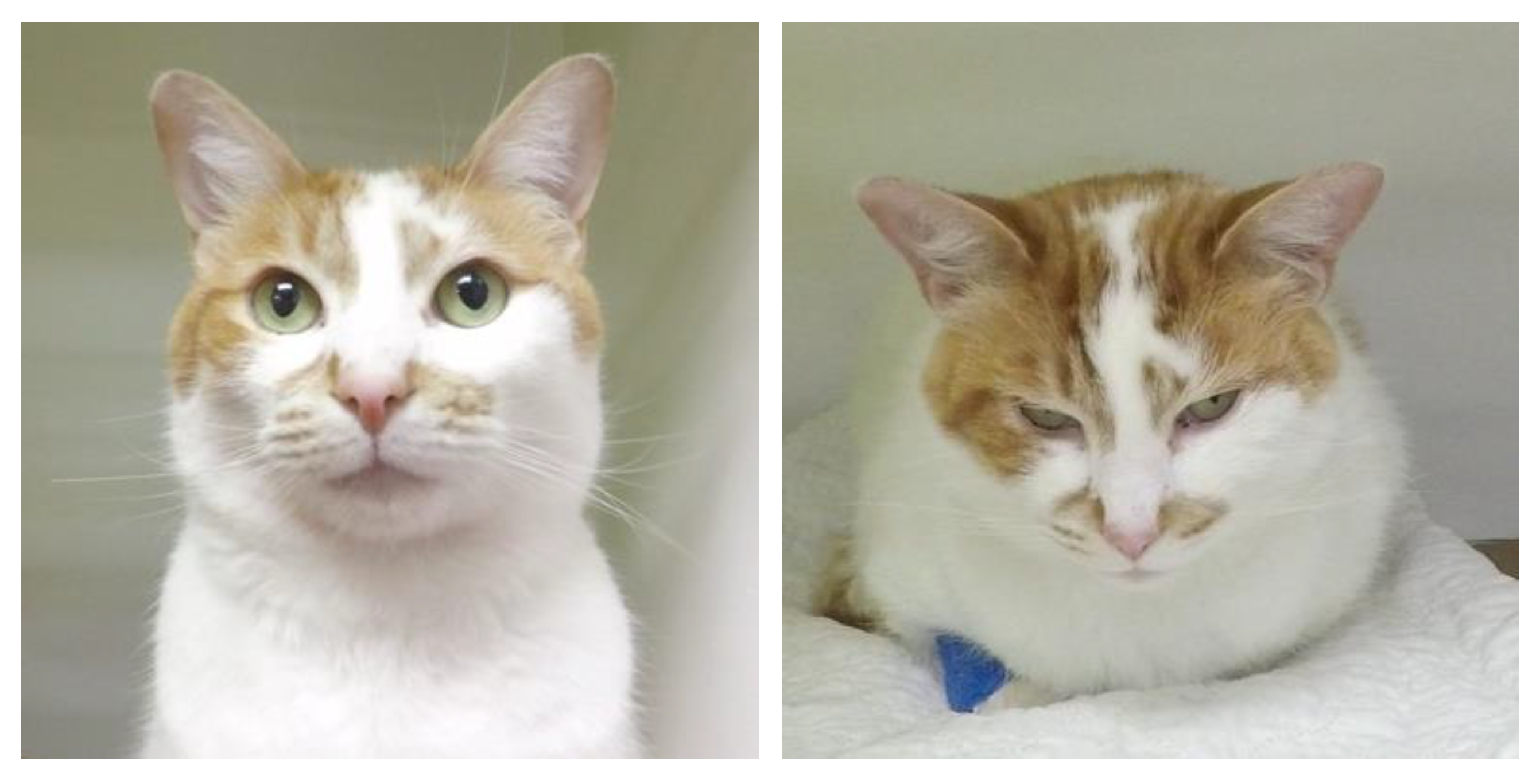 Animals 12 02914 g004