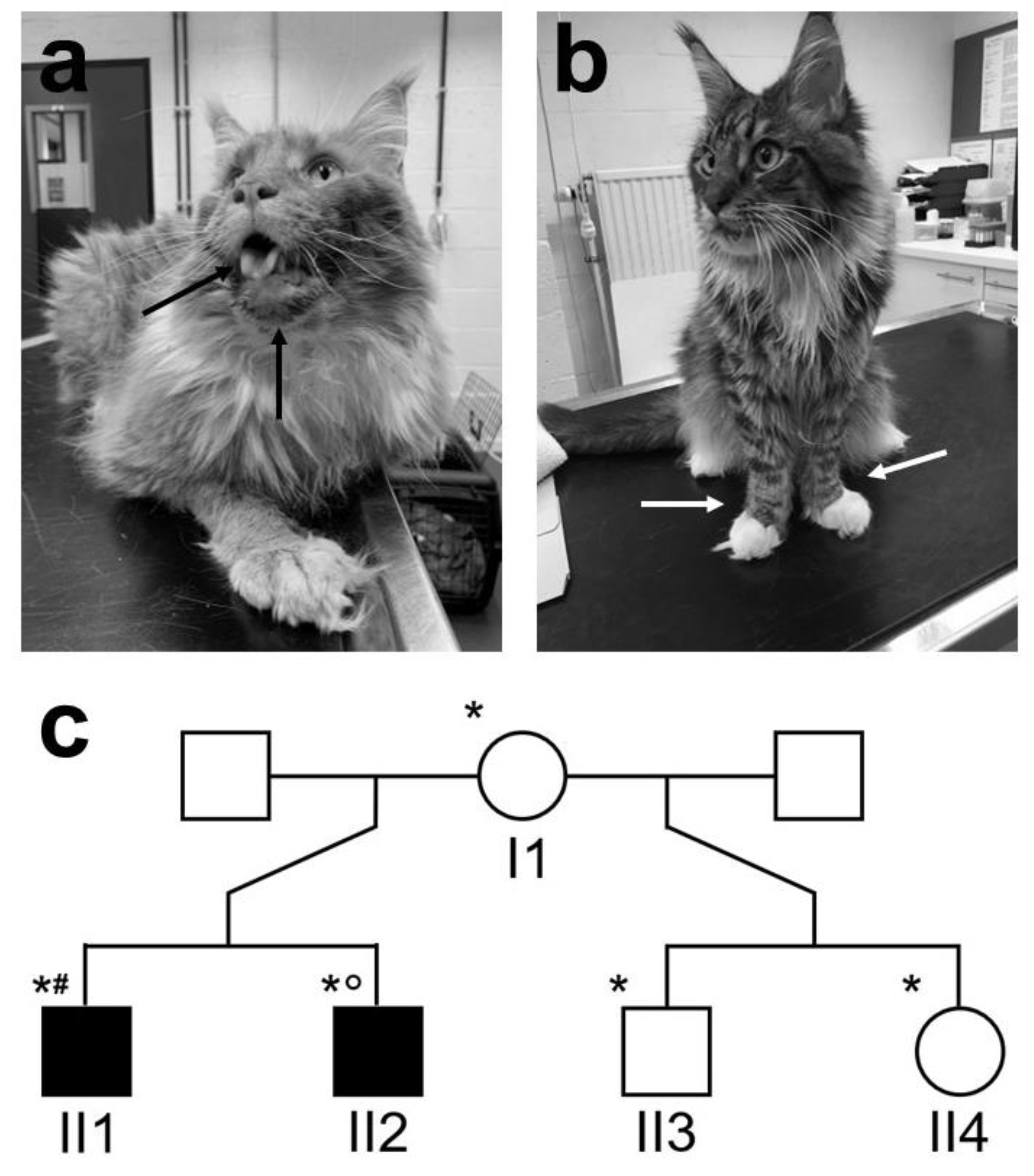 Animals 12 02928 g001