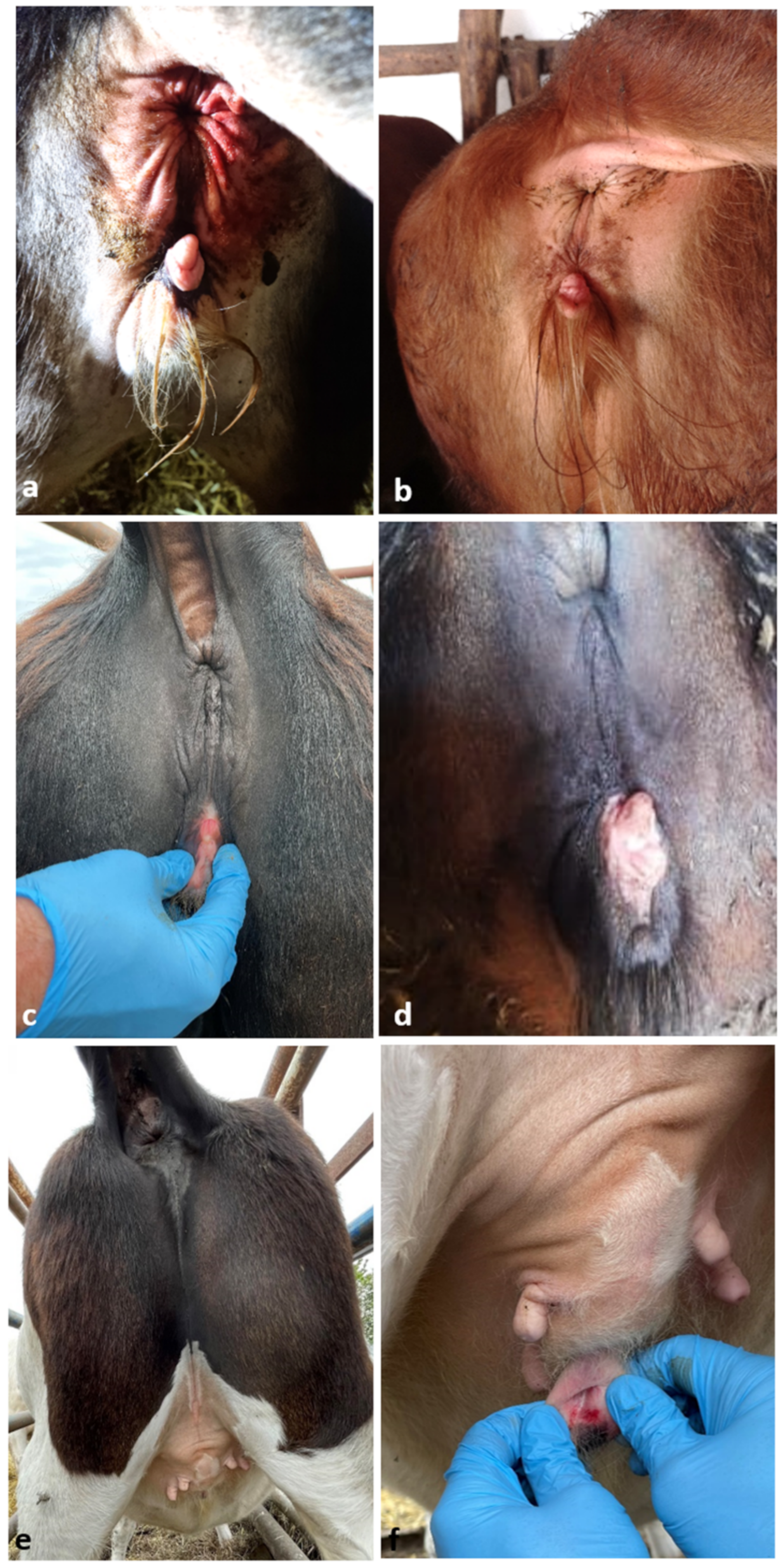 Animals 12 02932 g001 Animals 12 02932 g001