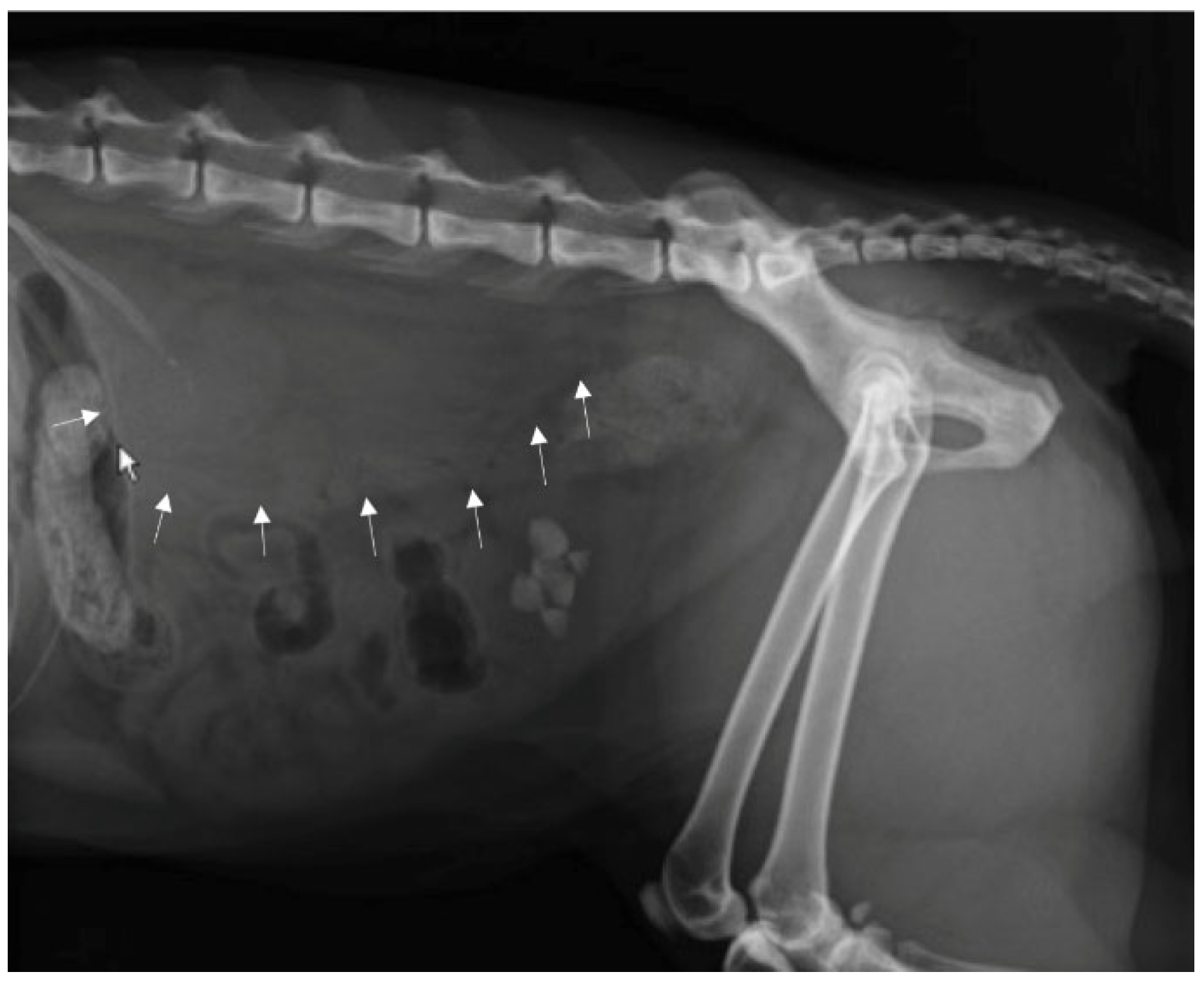 Animals 12 02934 g001