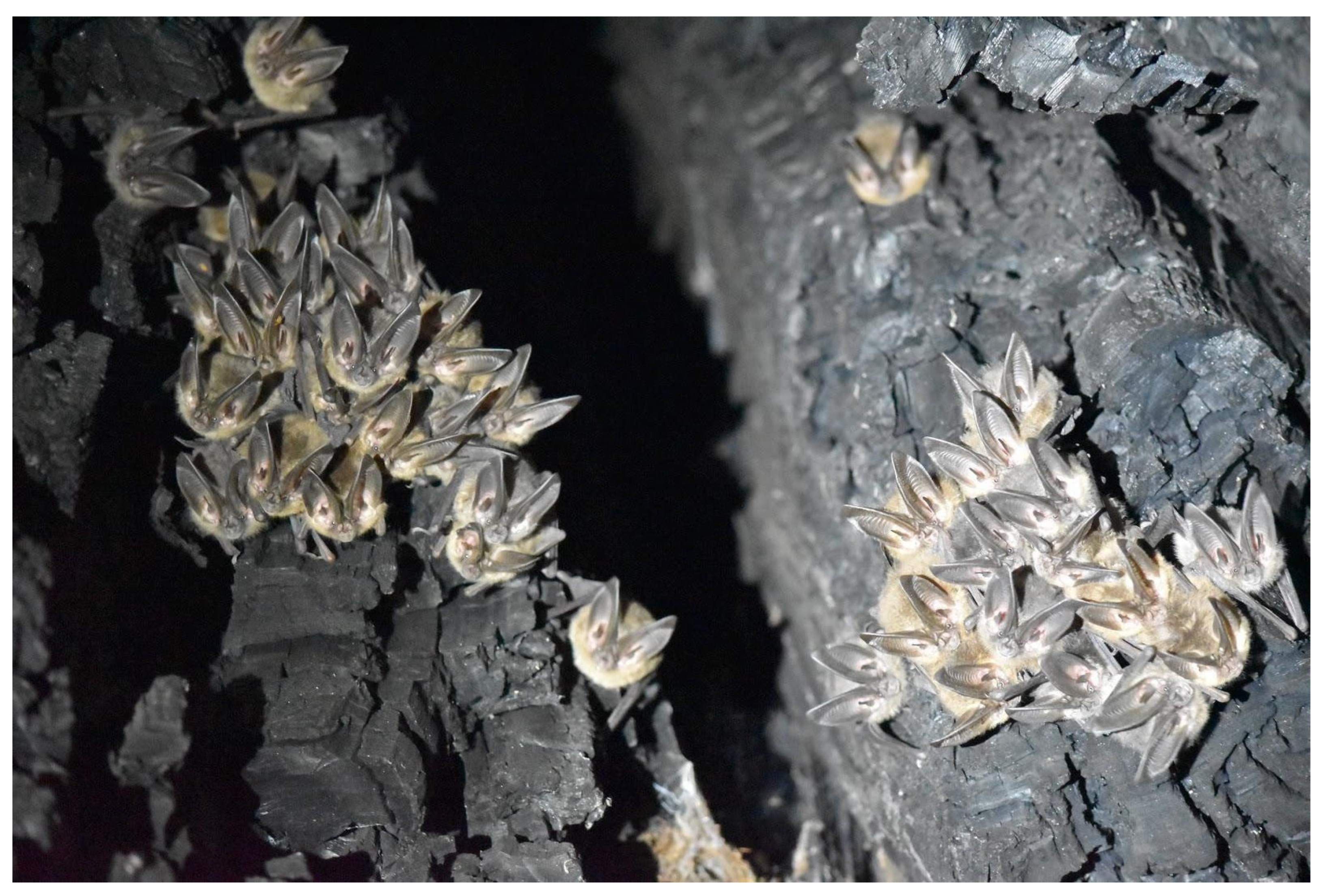 Animals 12 02950 g003