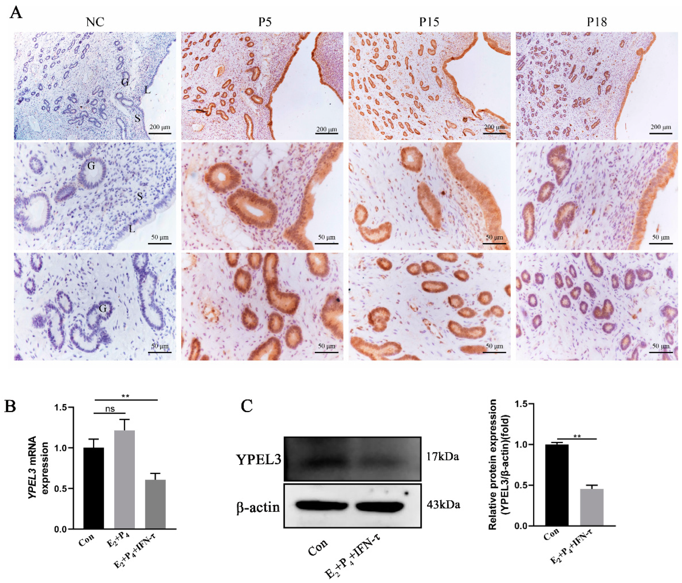 Animals 12 02973 g001