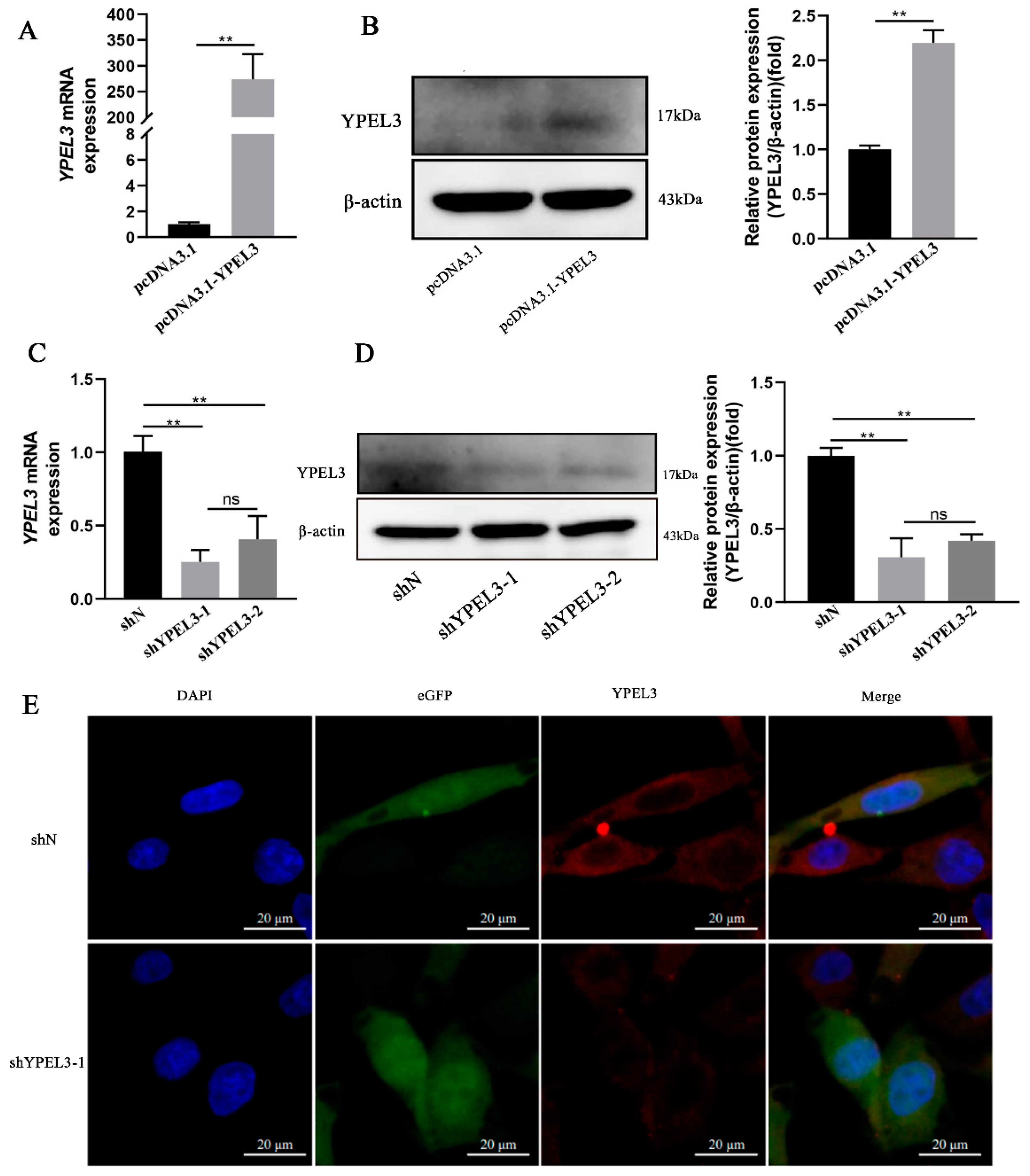 Animals 12 02973 g002