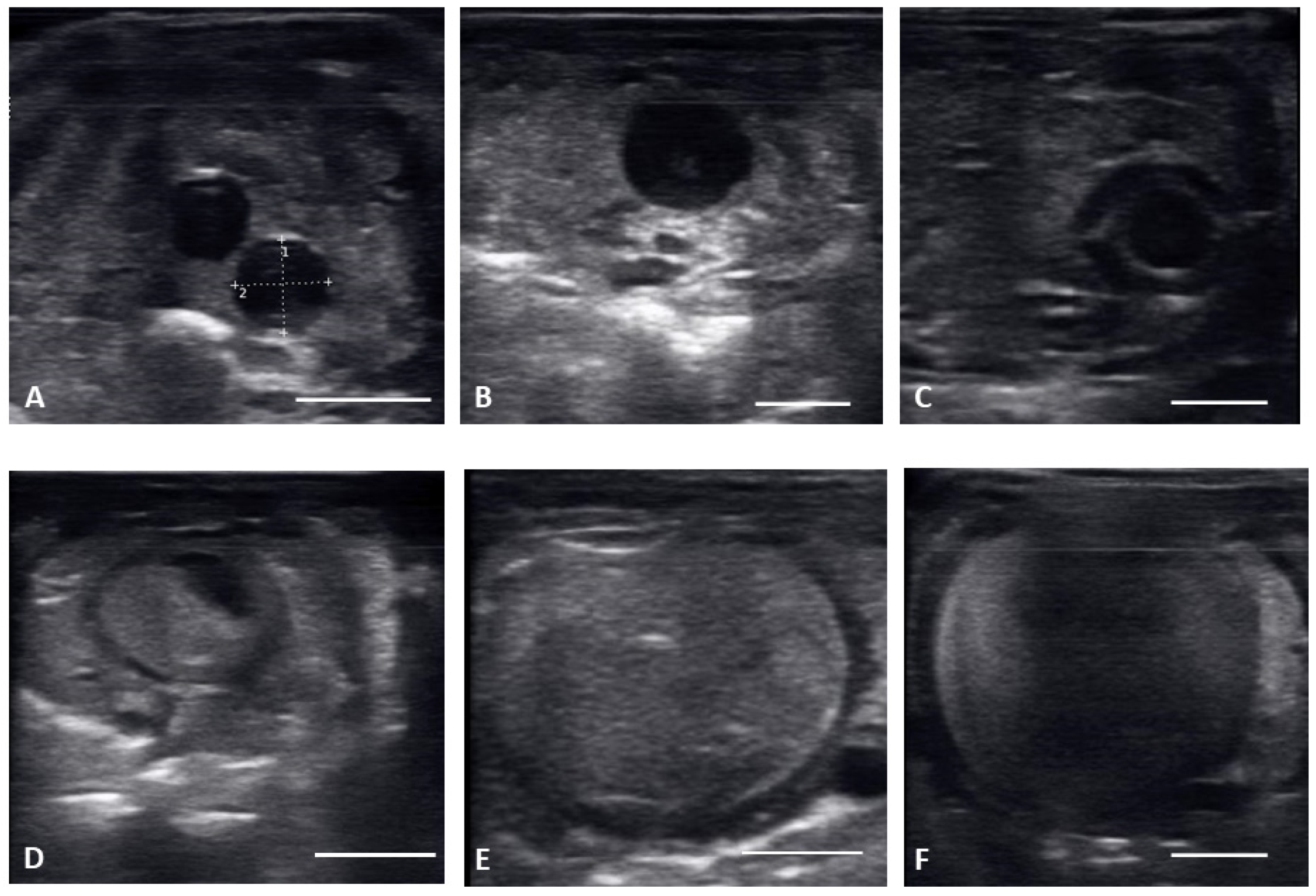 Animals 12 02983 g002