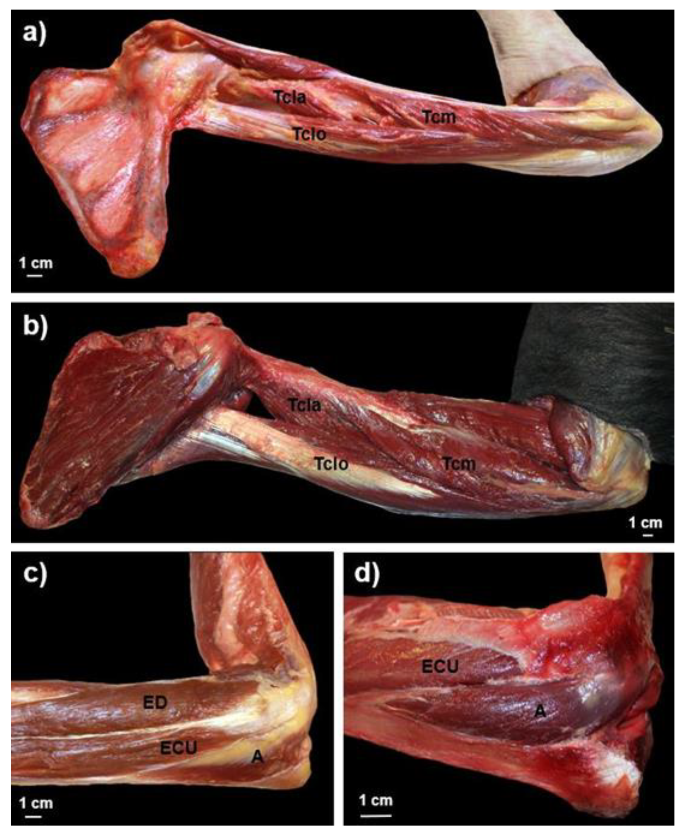 Animals 12 02987 g001