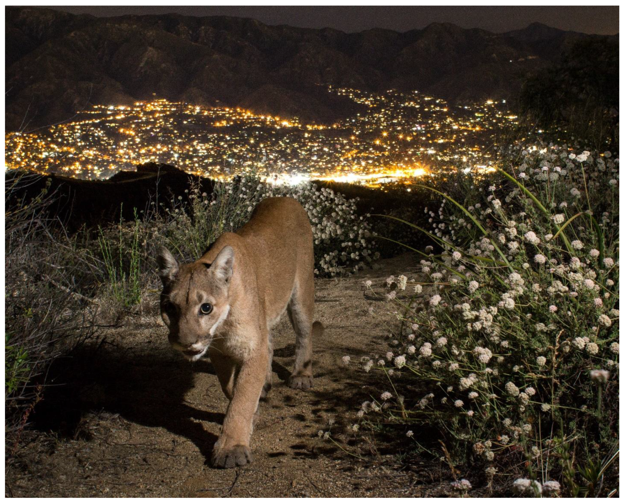 Animals 12 02996 g001