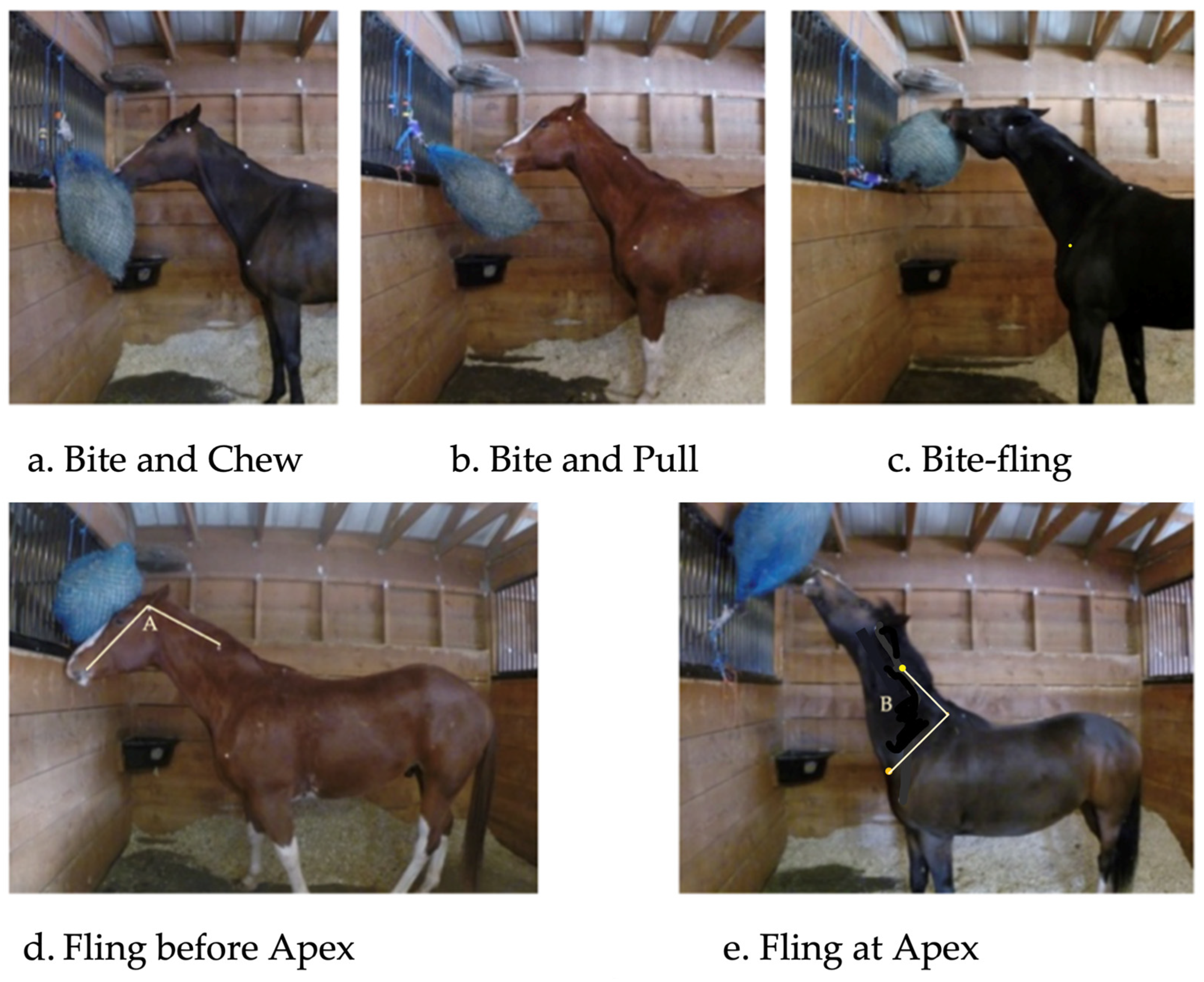 Animals 12 02999 g002