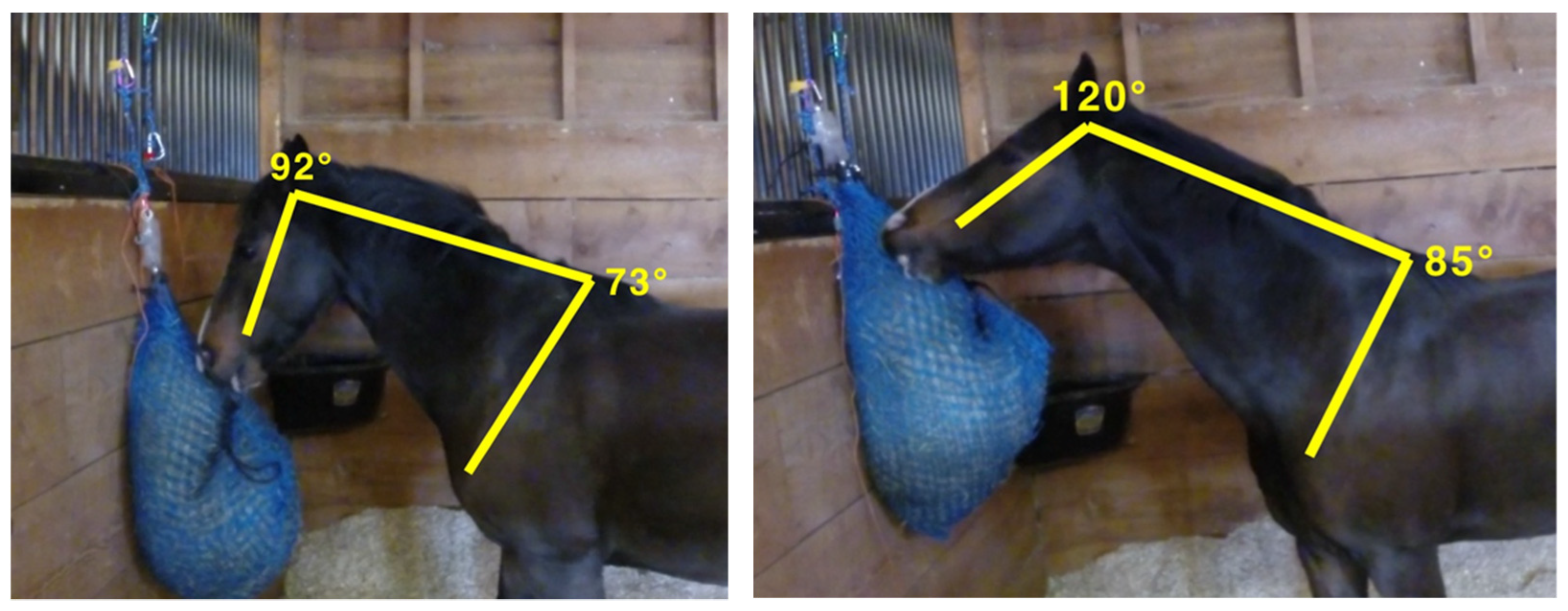 Animals 12 02999 g012