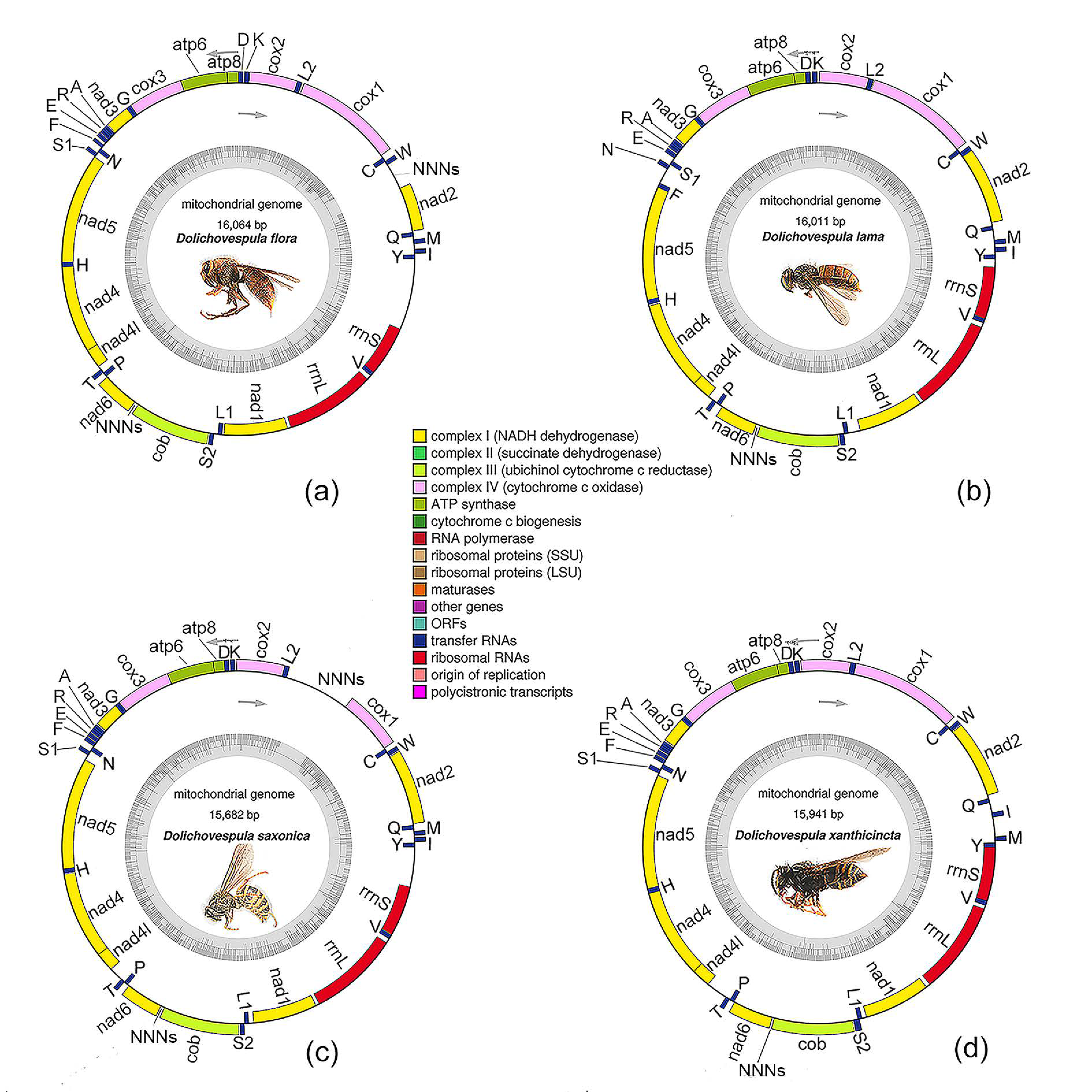 Animals 12 03004 g001